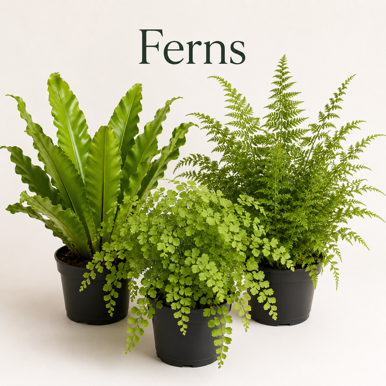 Ferns Collection