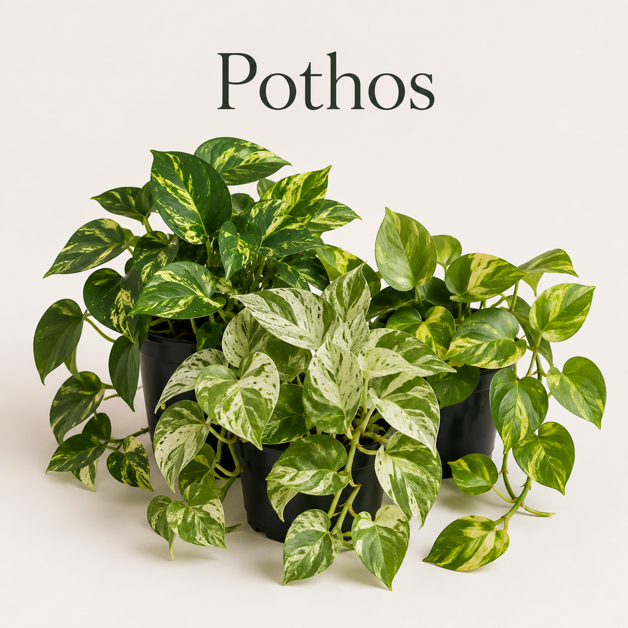 Pothos Collection