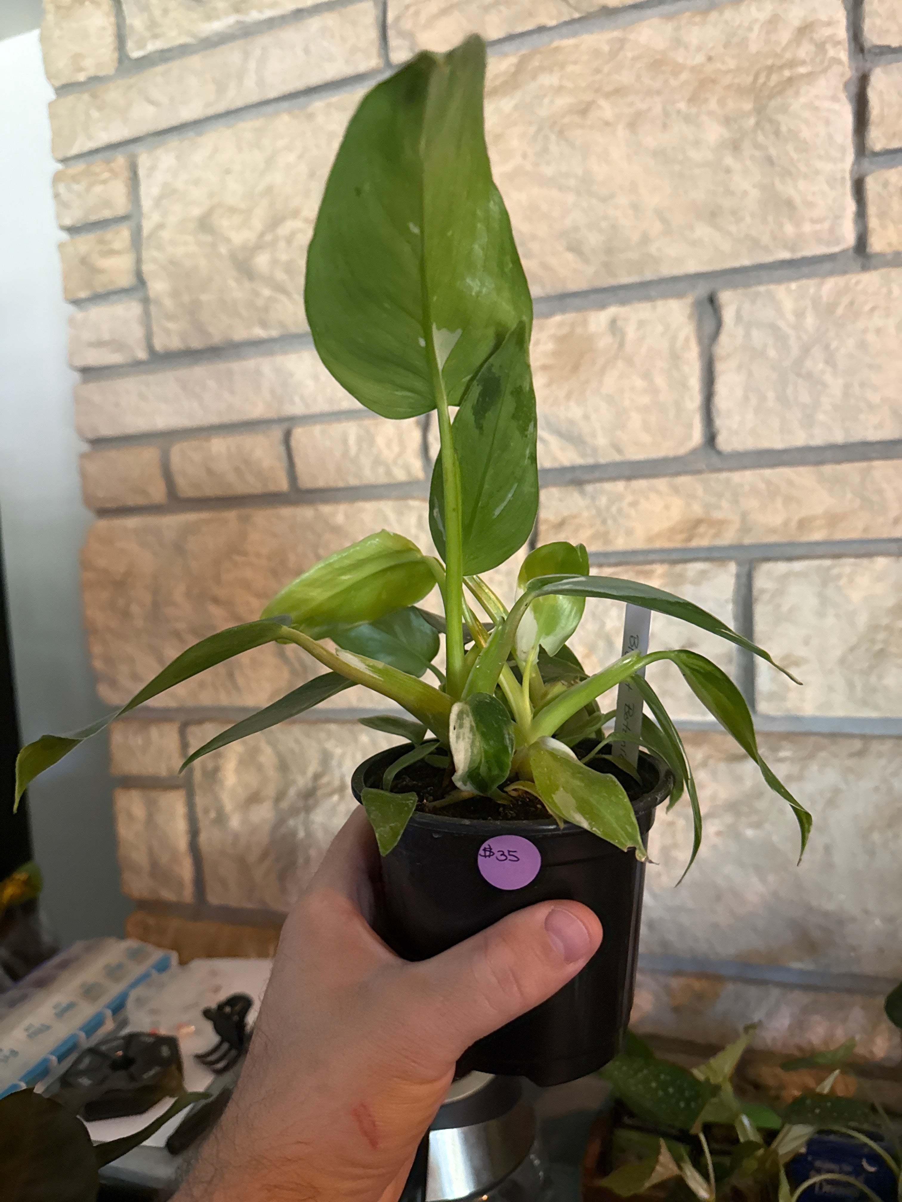 Philodendron white princess