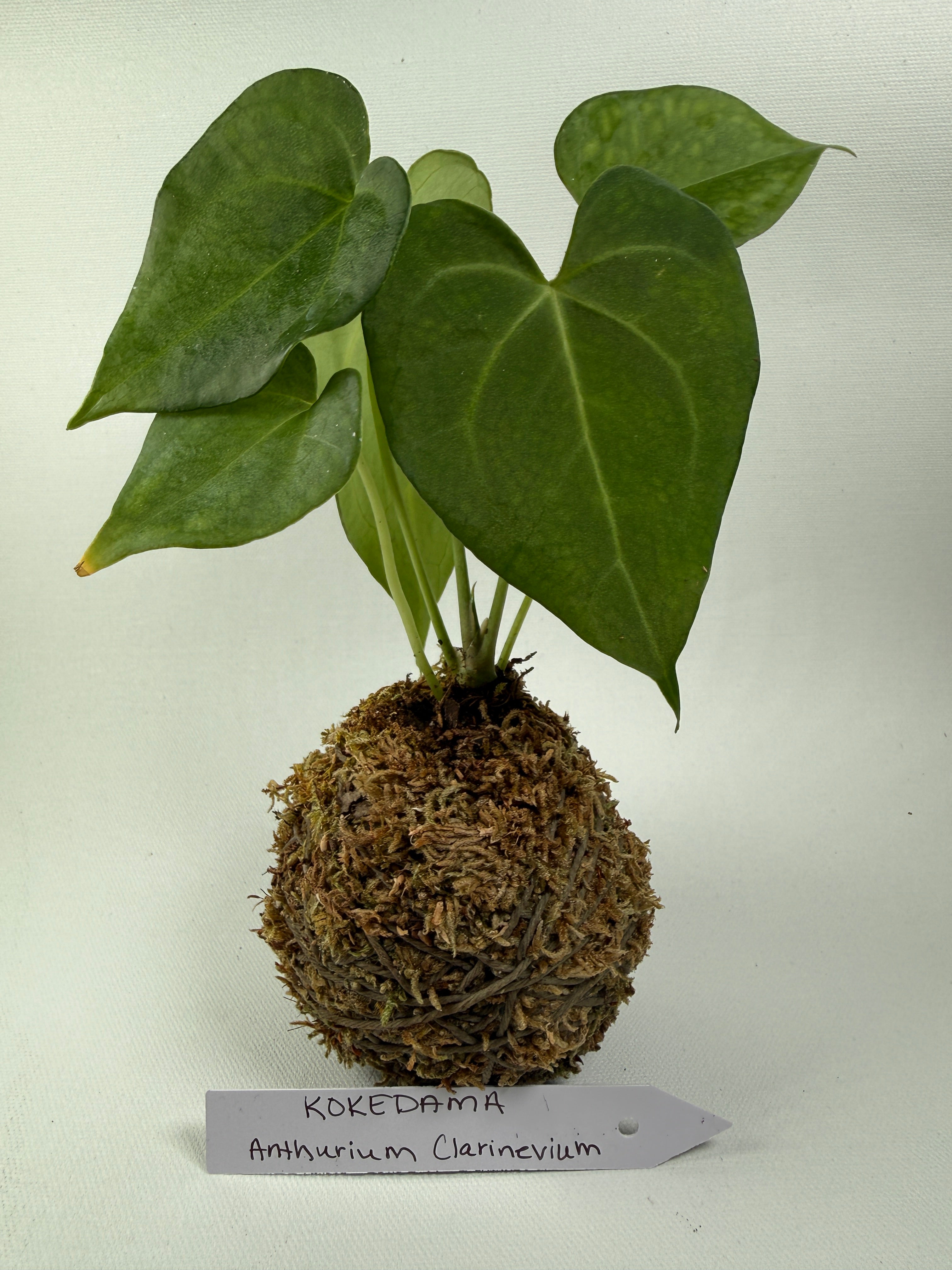 Kokedama Anthurium Clarinevium 2”