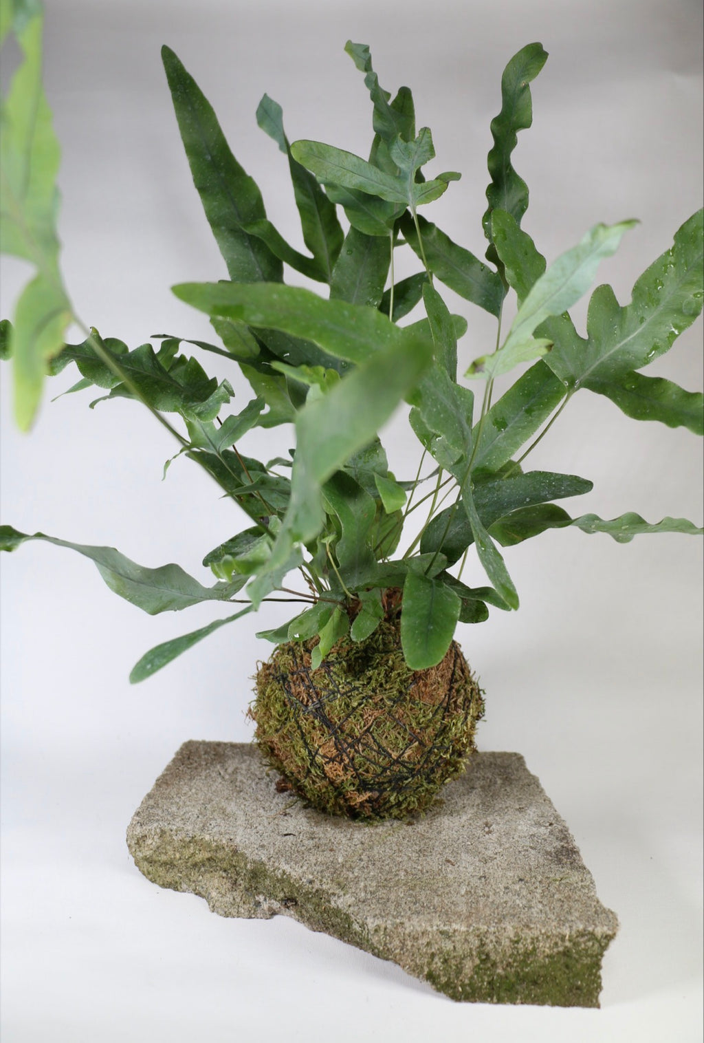 Handcrafted Blue Star Fern Kokedama
