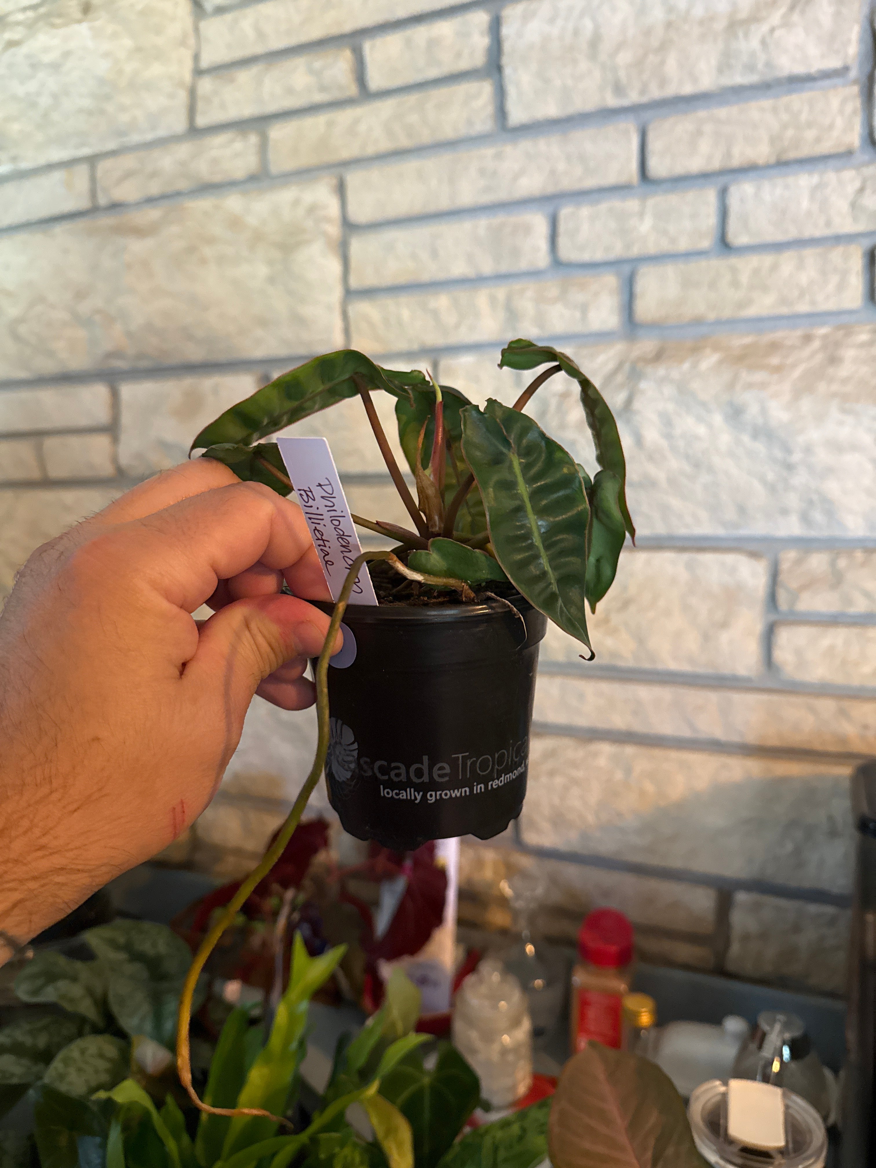 Philodendron Billietial￼