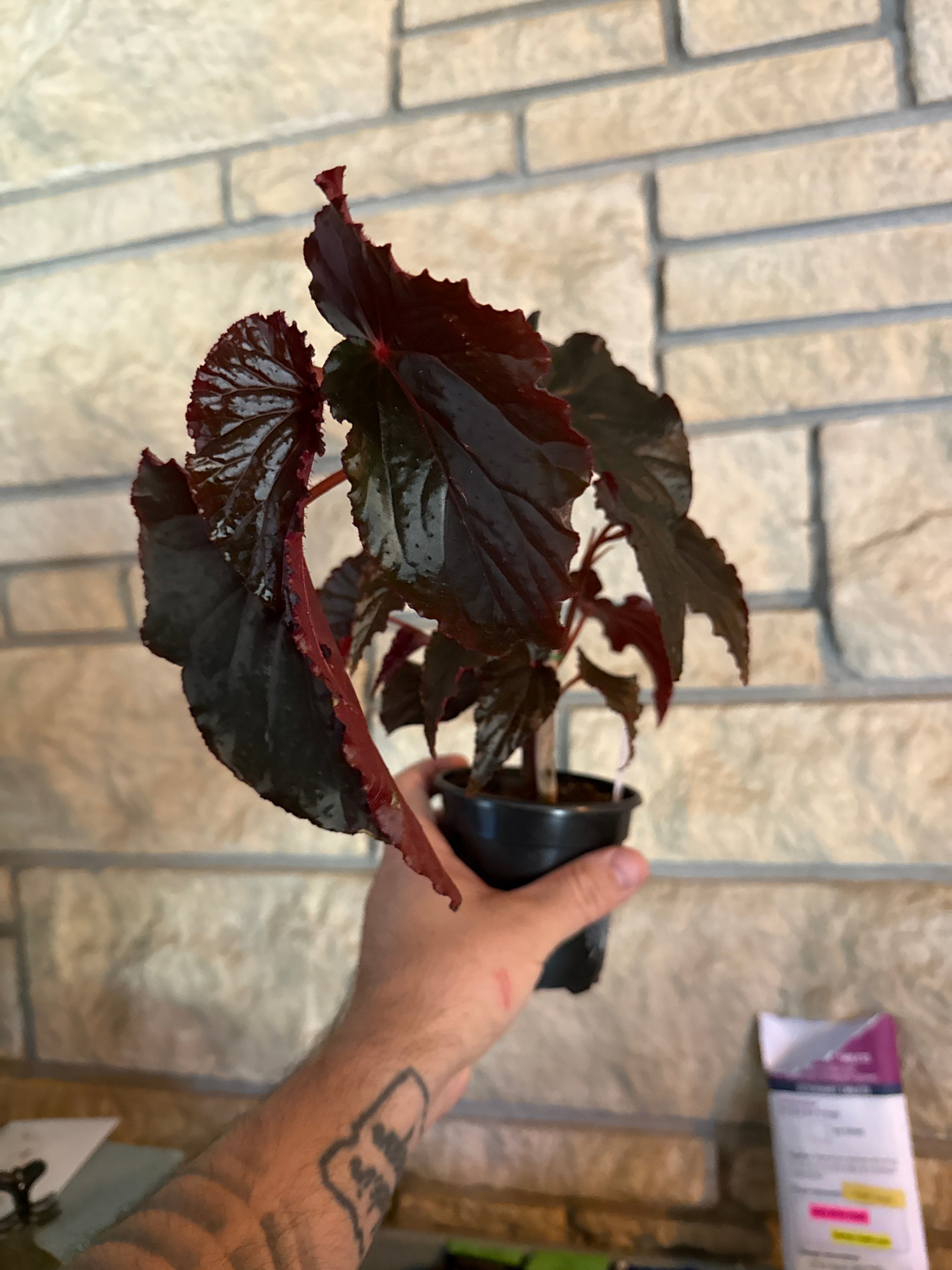 Begonia black magic