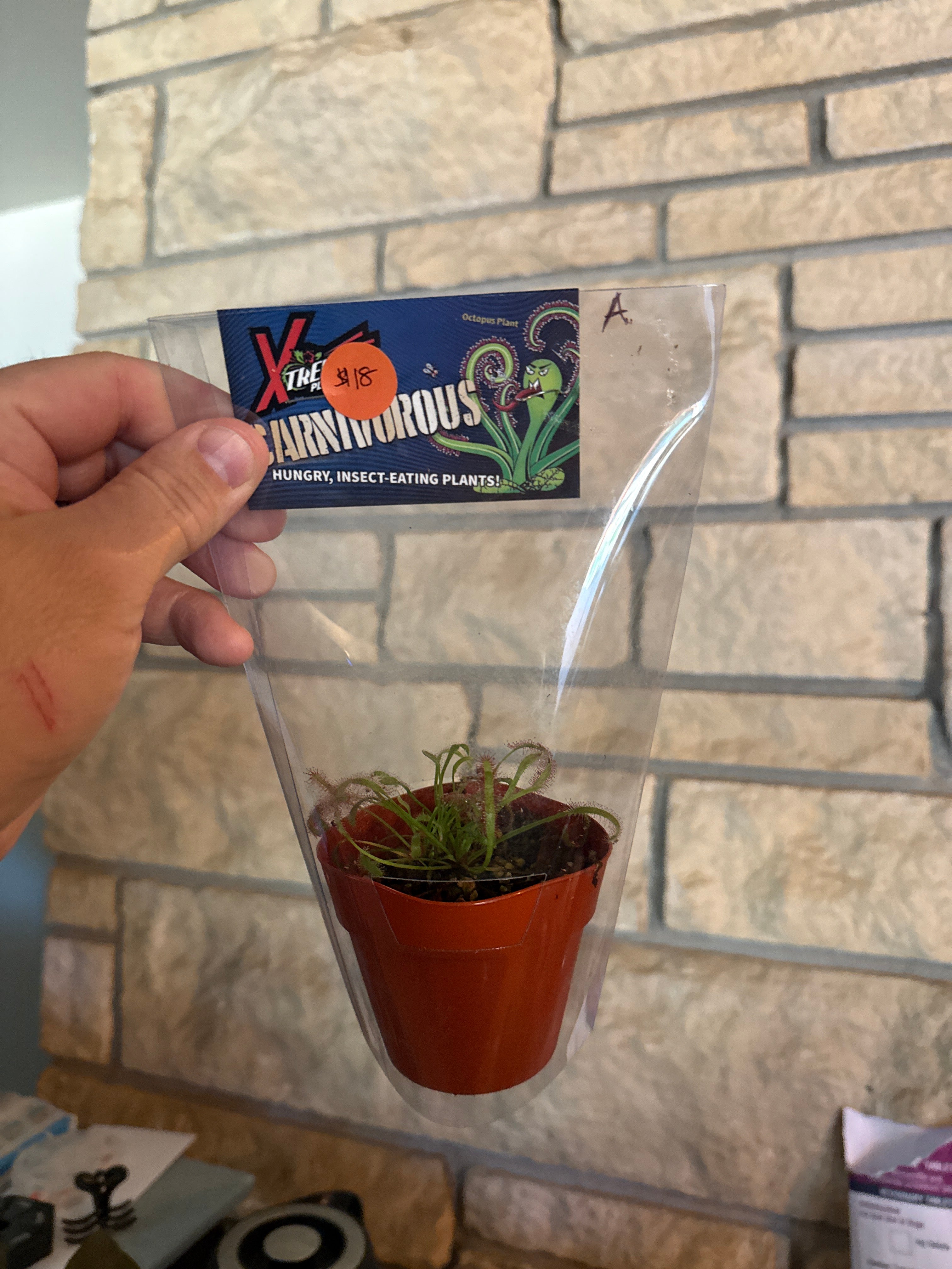 Octopus plant