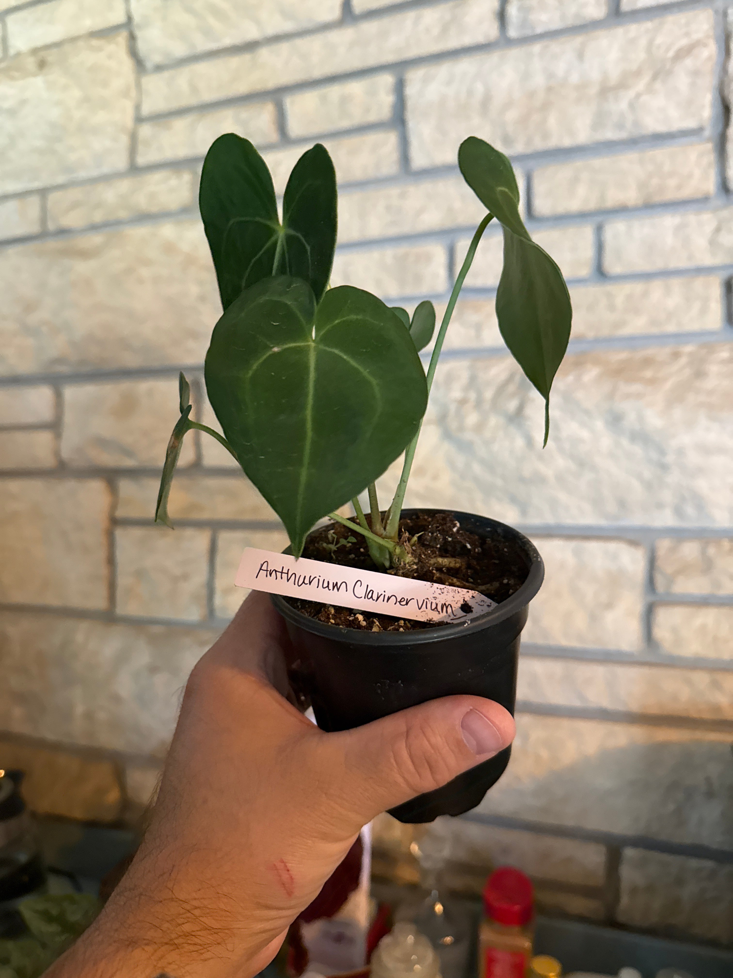 Anthurium Clarinervium￼