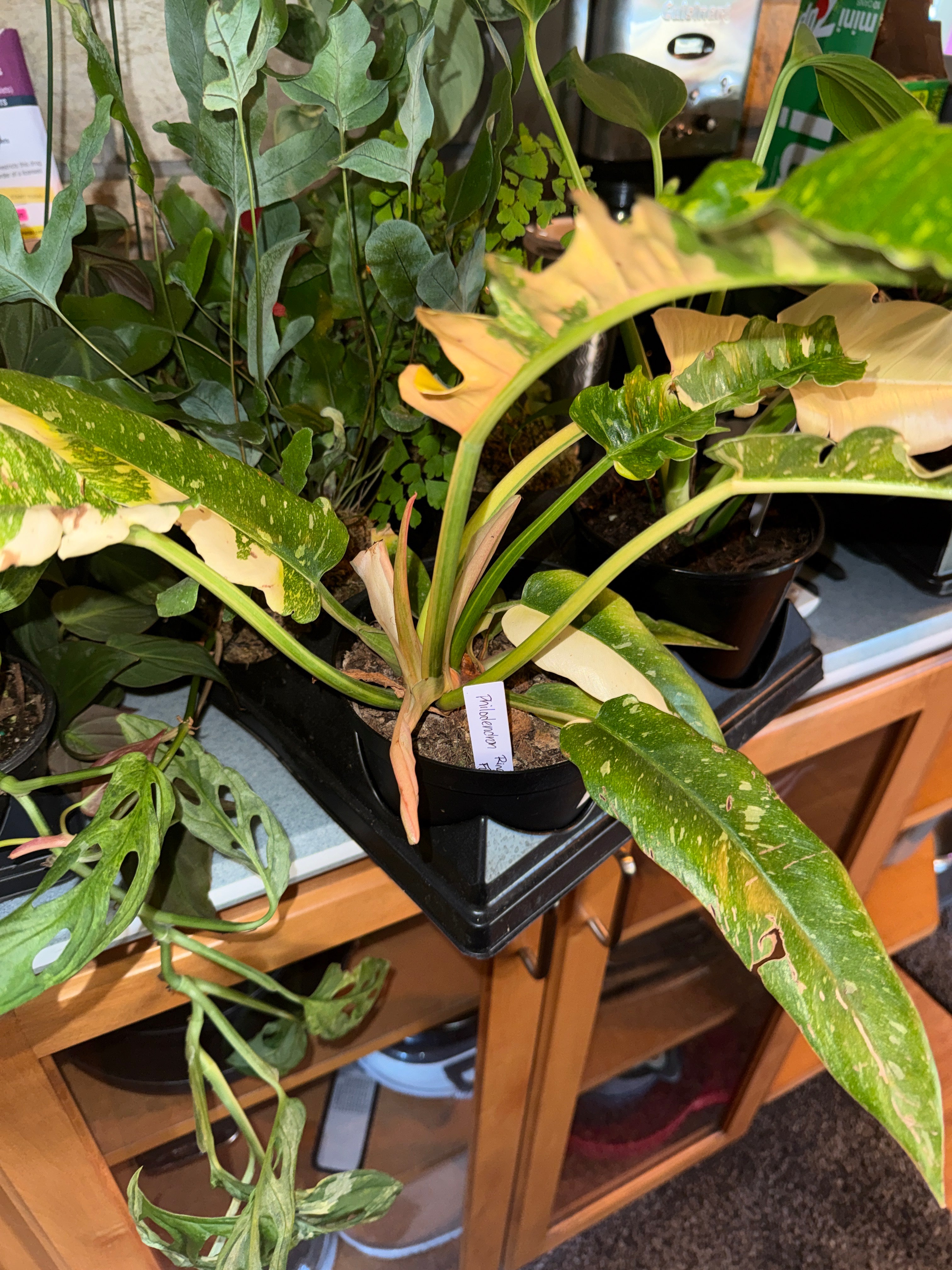 Philodendron ring of fire
