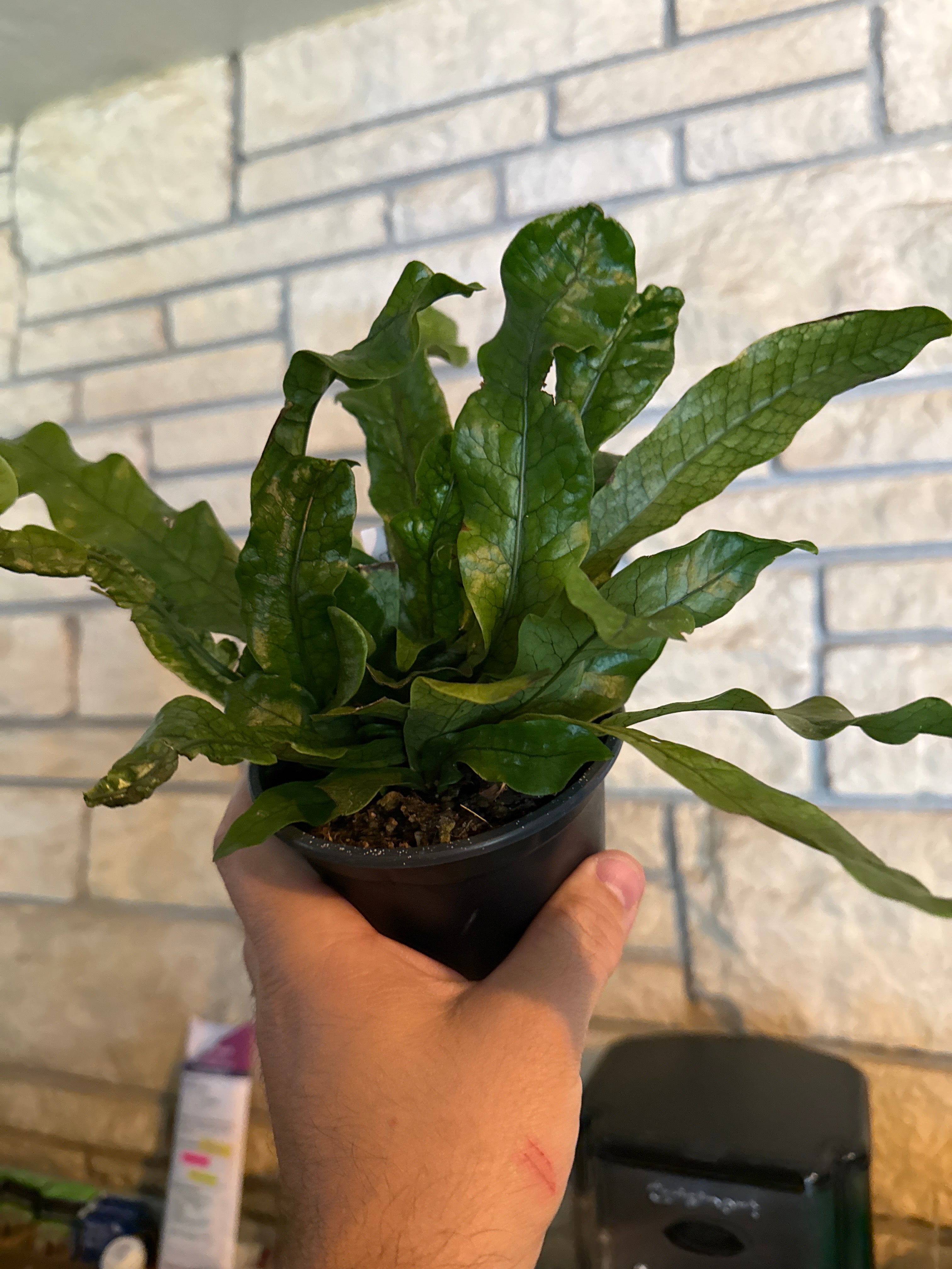 Crocodile fern ￼
