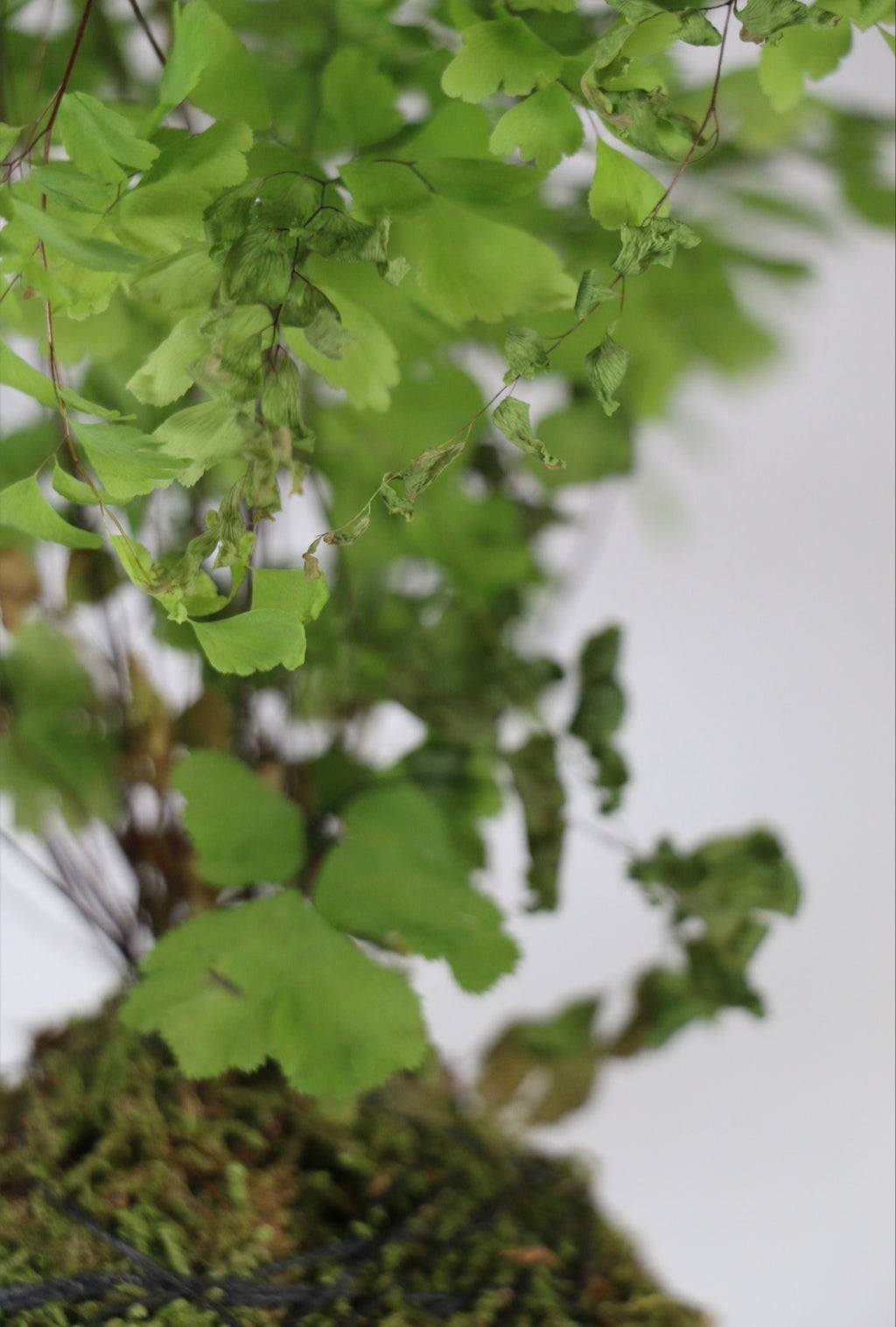 Handcrafted Maidenhair Fern Kokedama