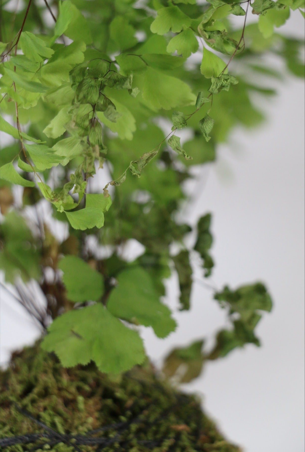 Handcrafted Maidenhair Fern Kokedama