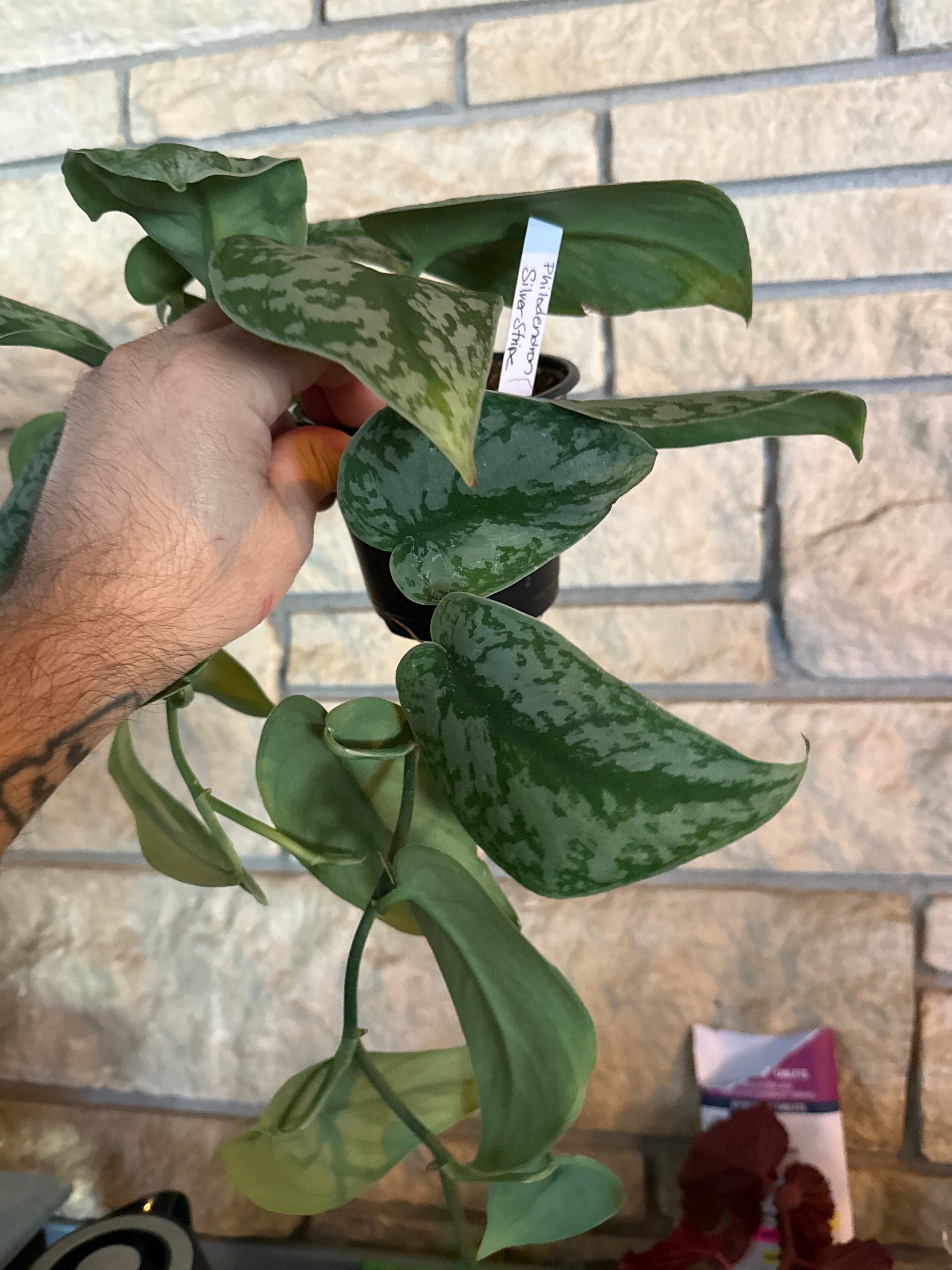 Philodendron silver stripe