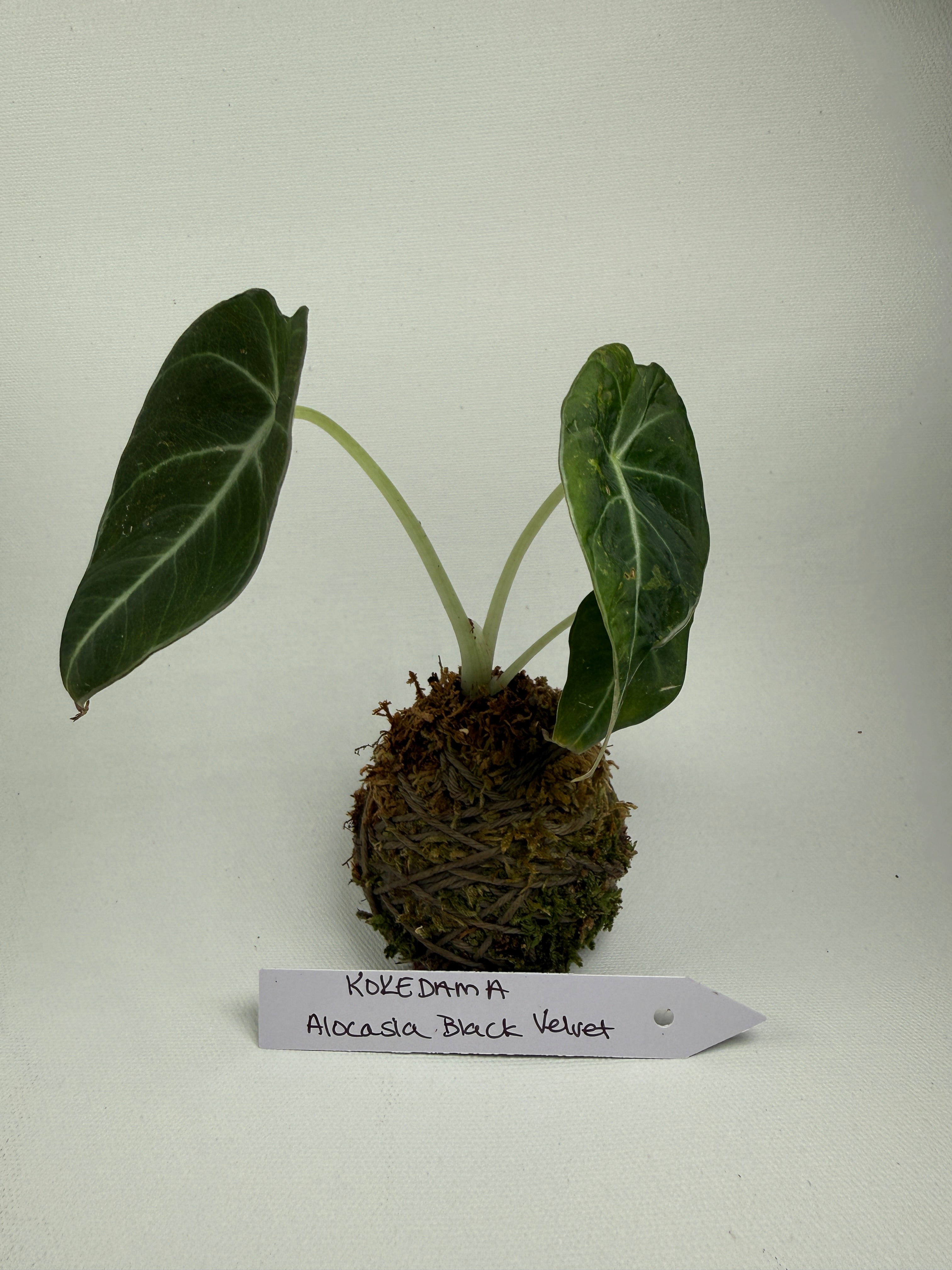 Kokedama Alocasia Black Velvet 2”