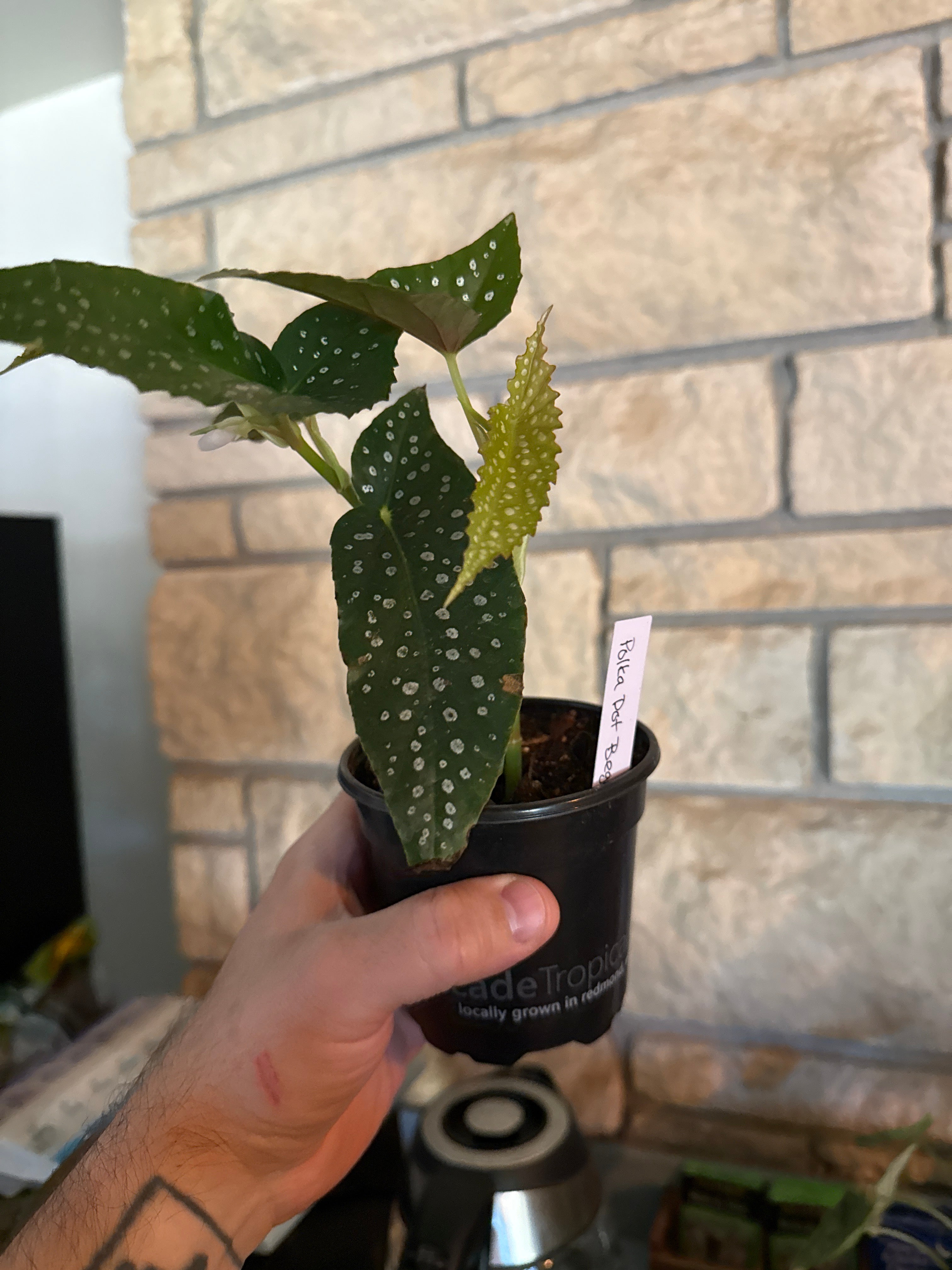 Polkadot begonia