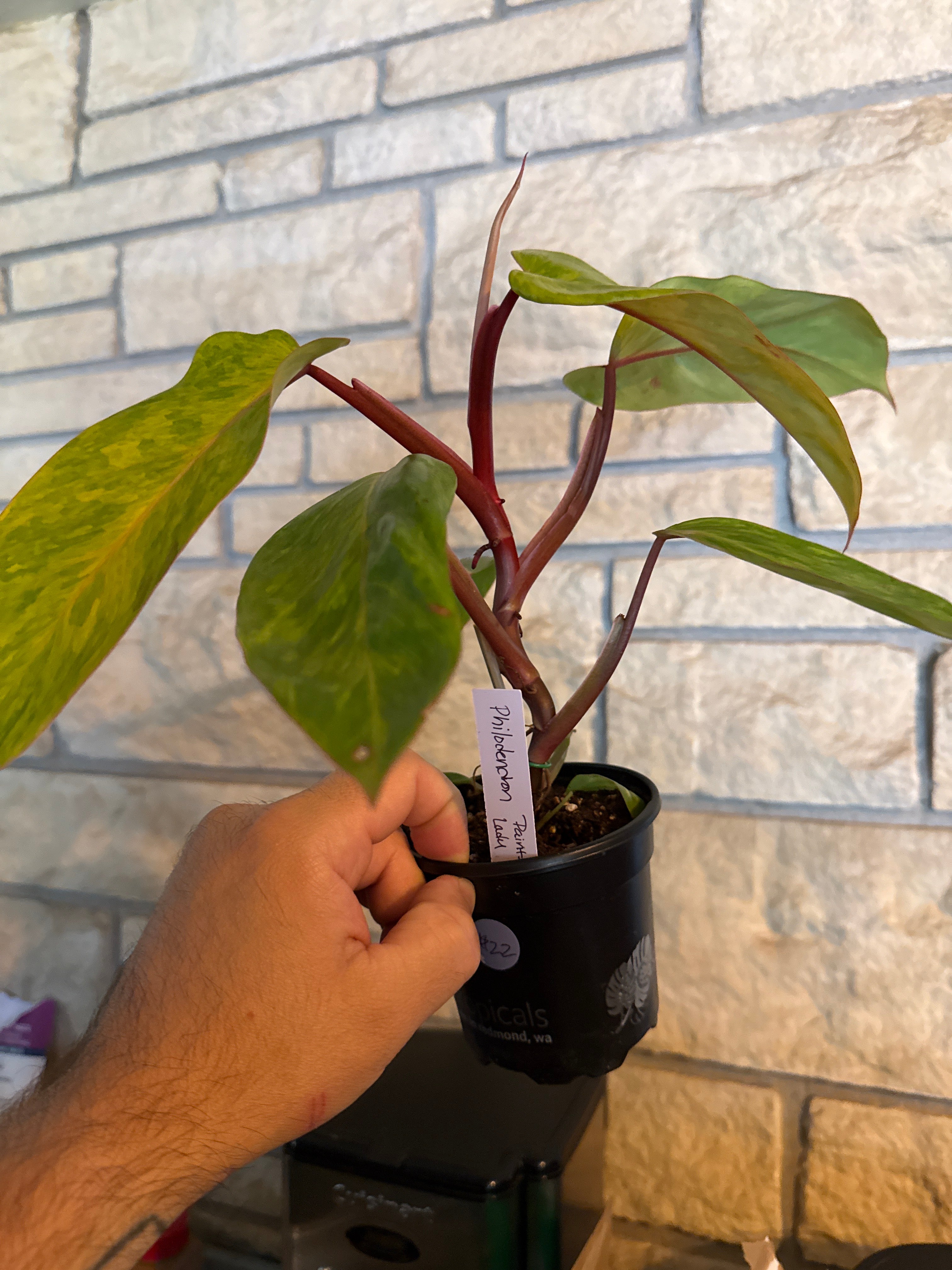 Philodendron painted lady