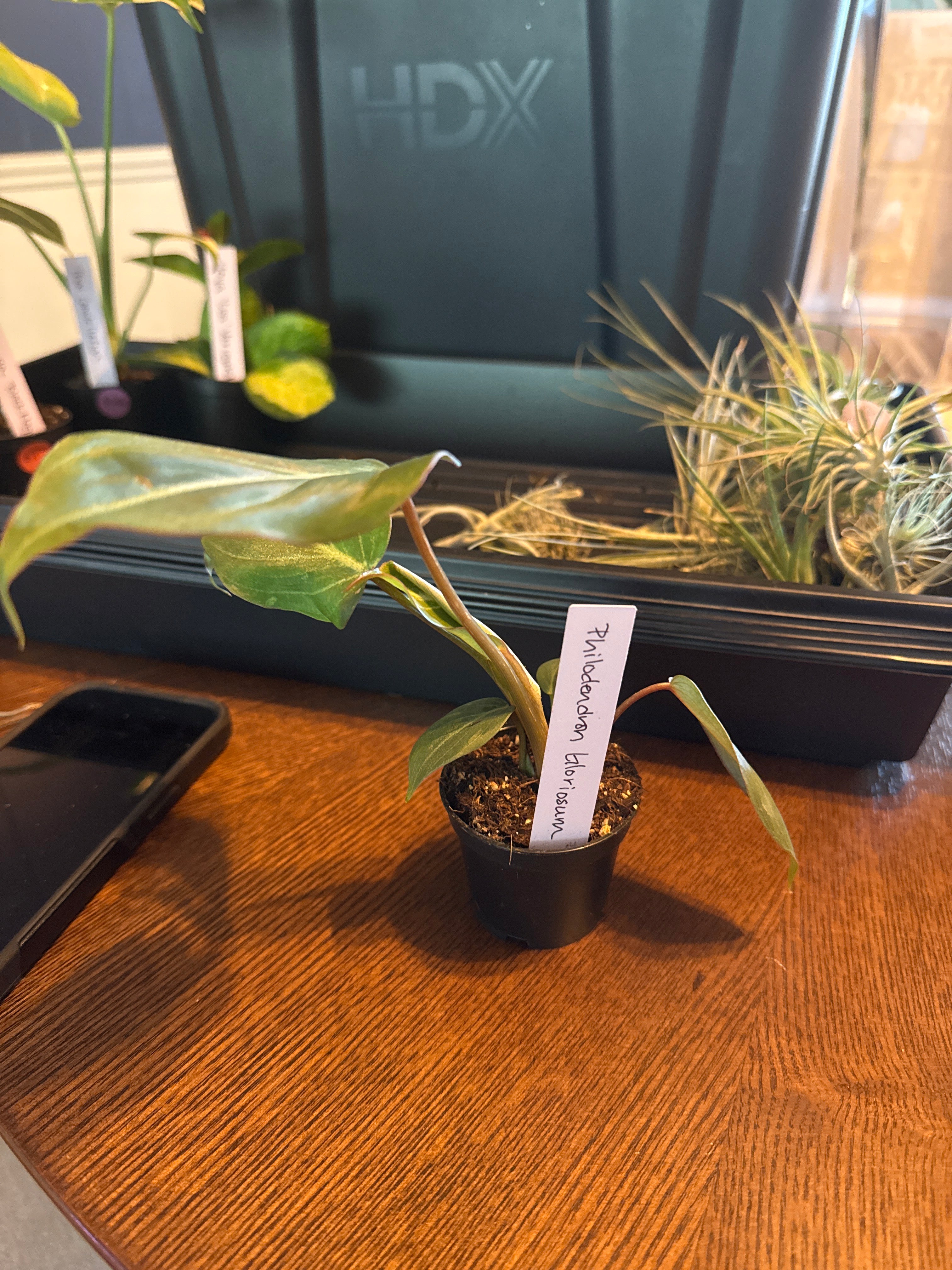 Philodendron Gloriousum￼