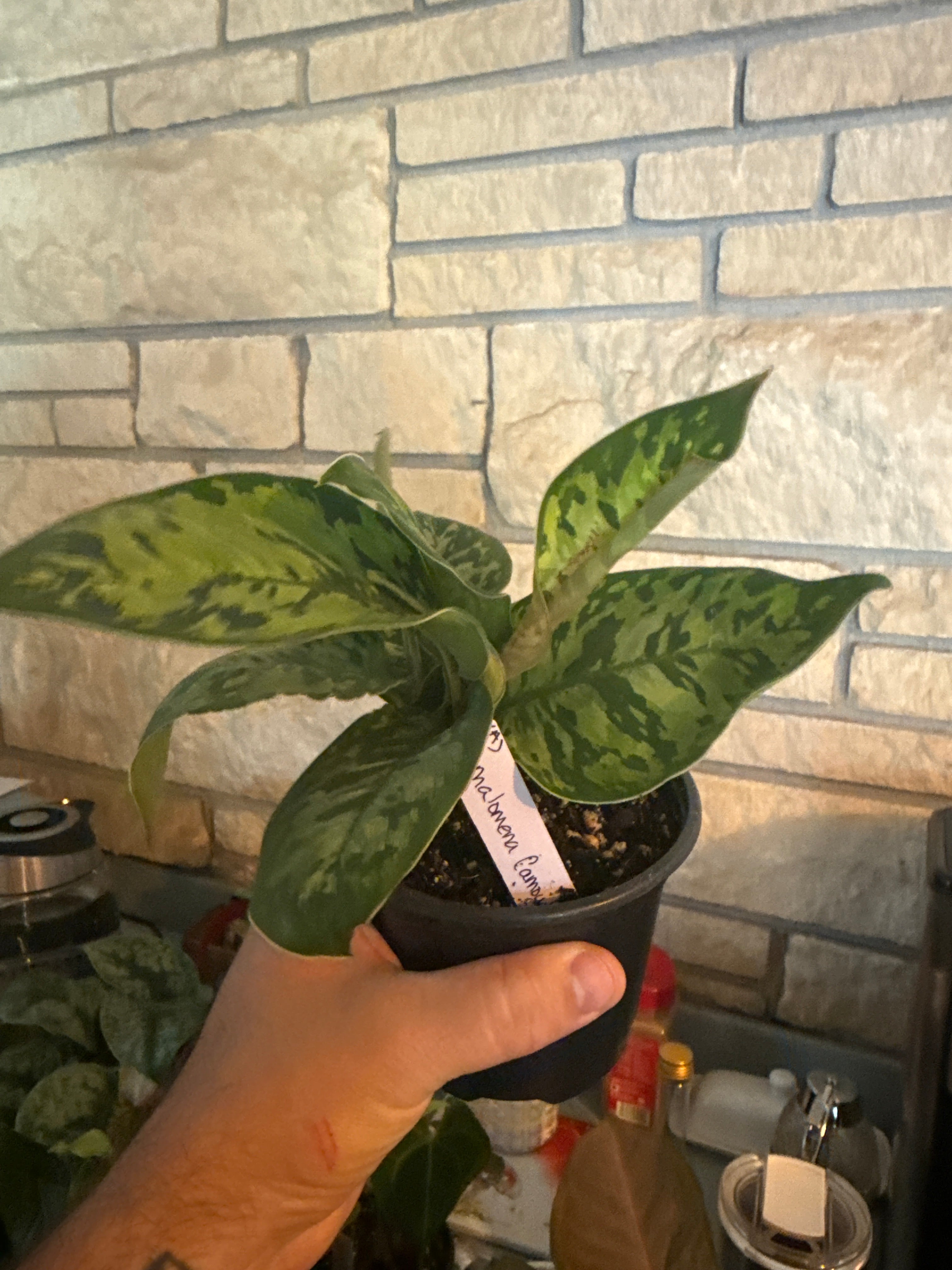 Homalomena camouflage