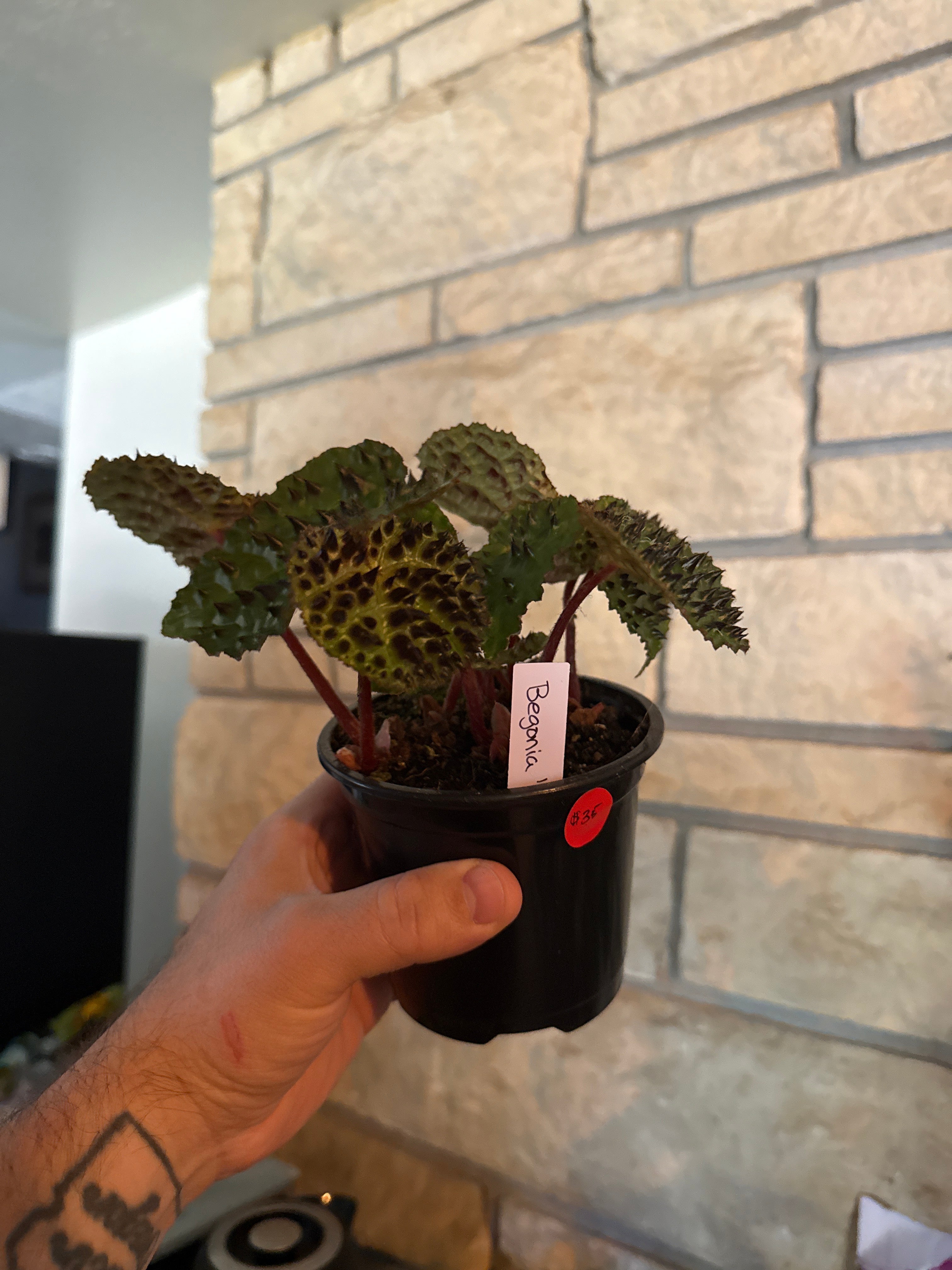 Begonia Ferox