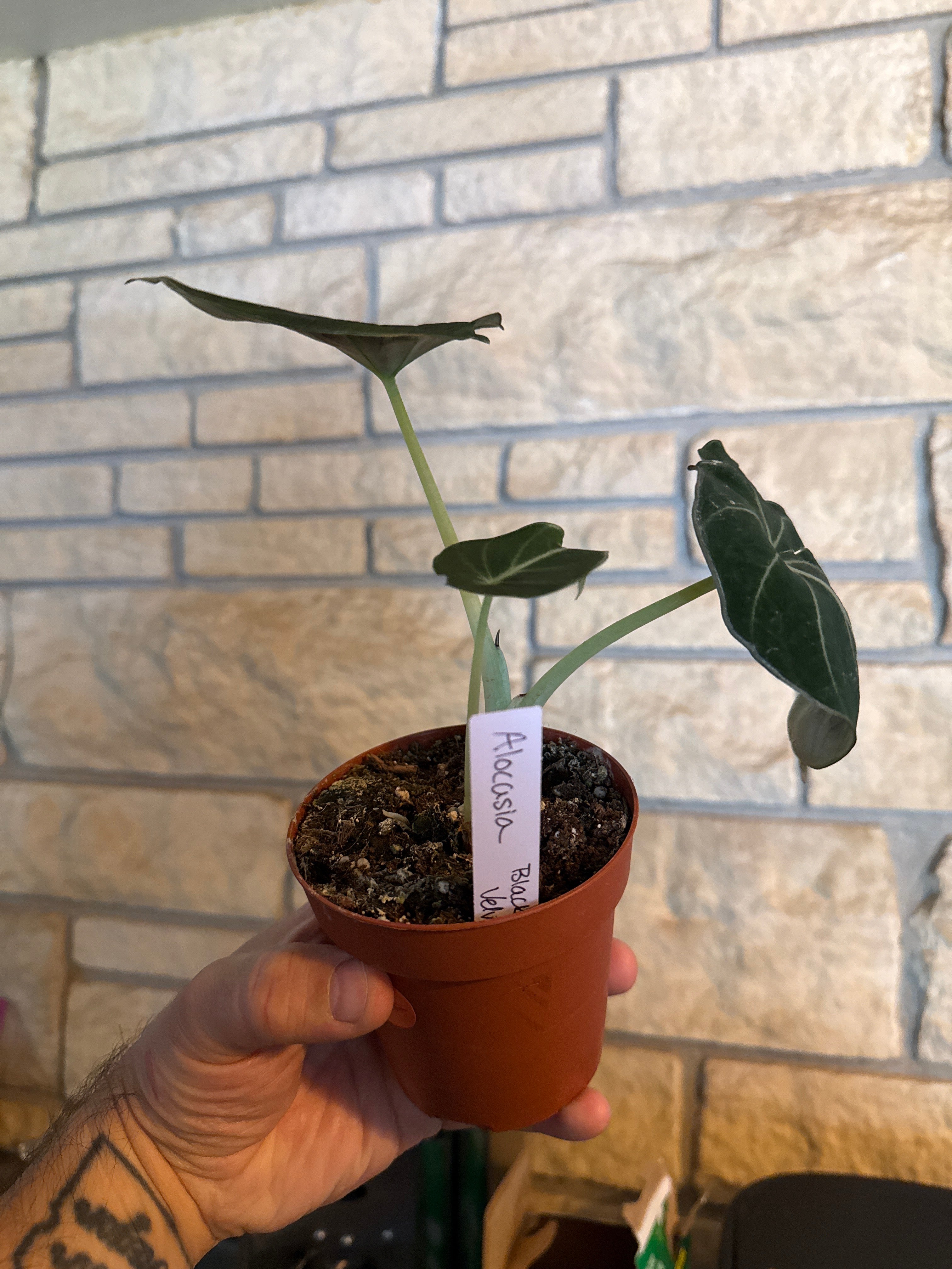 Alocasia black velvet ￼