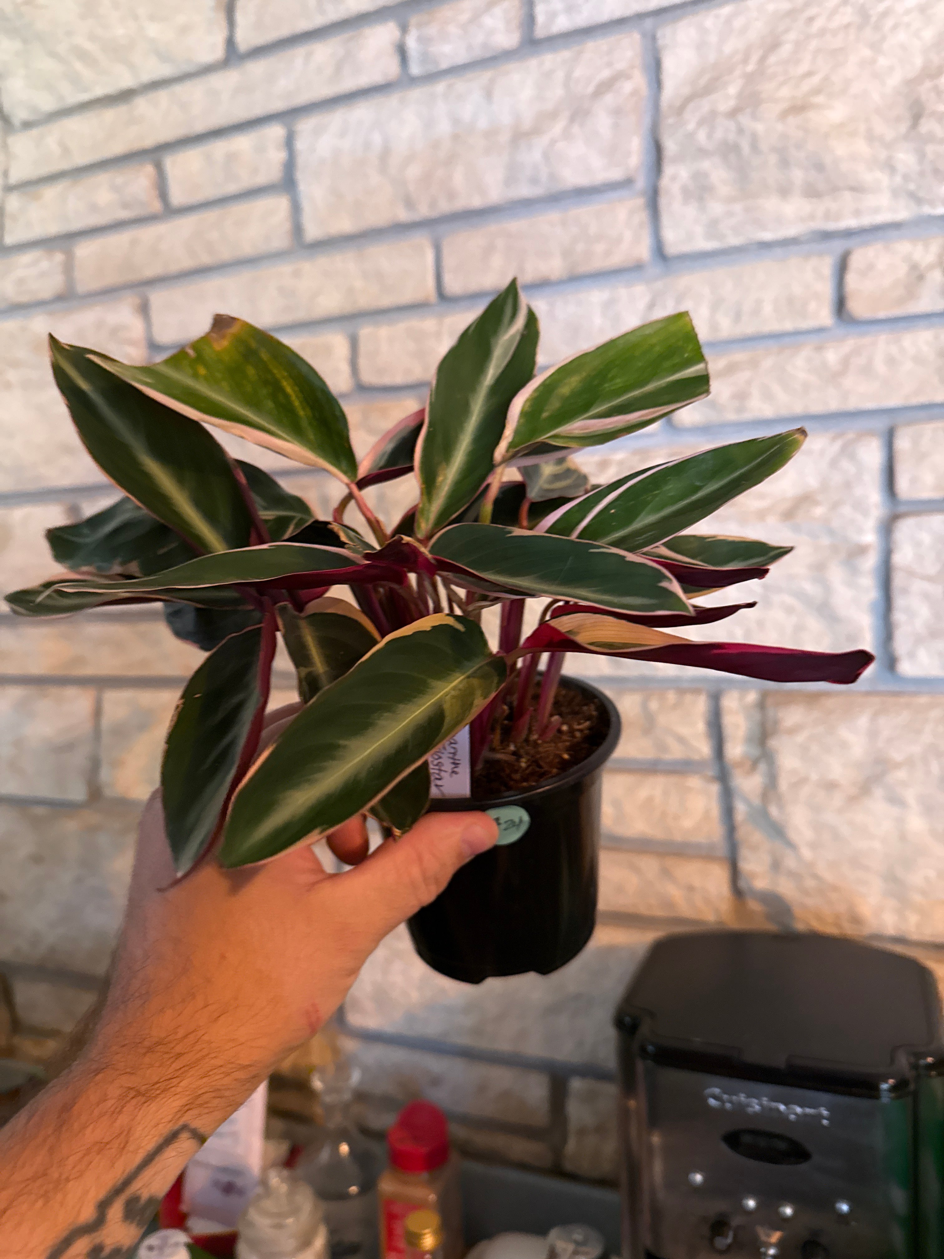 Stromanthe triostar
