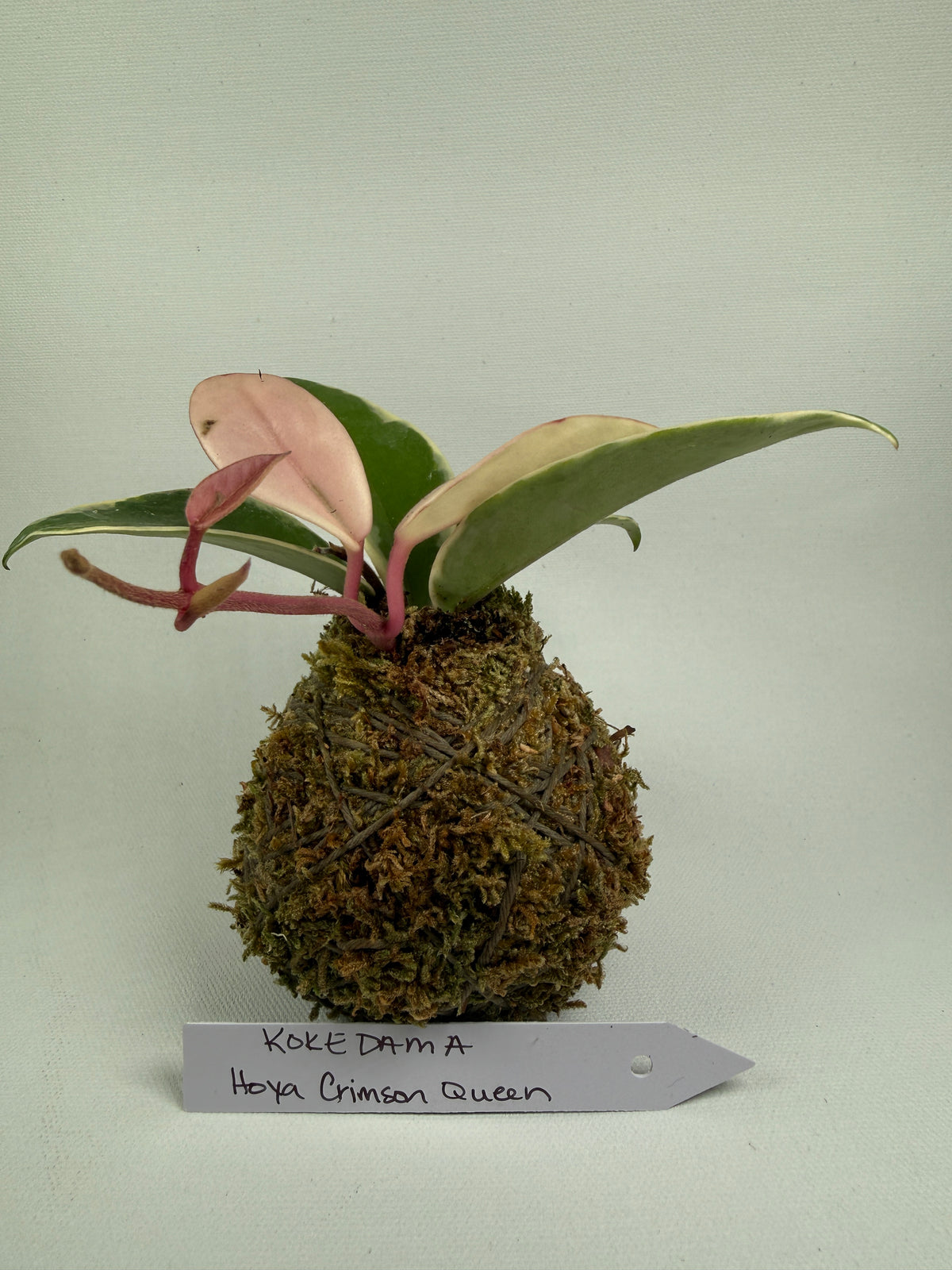 Kokedama Hoya Crimson Queen 2”