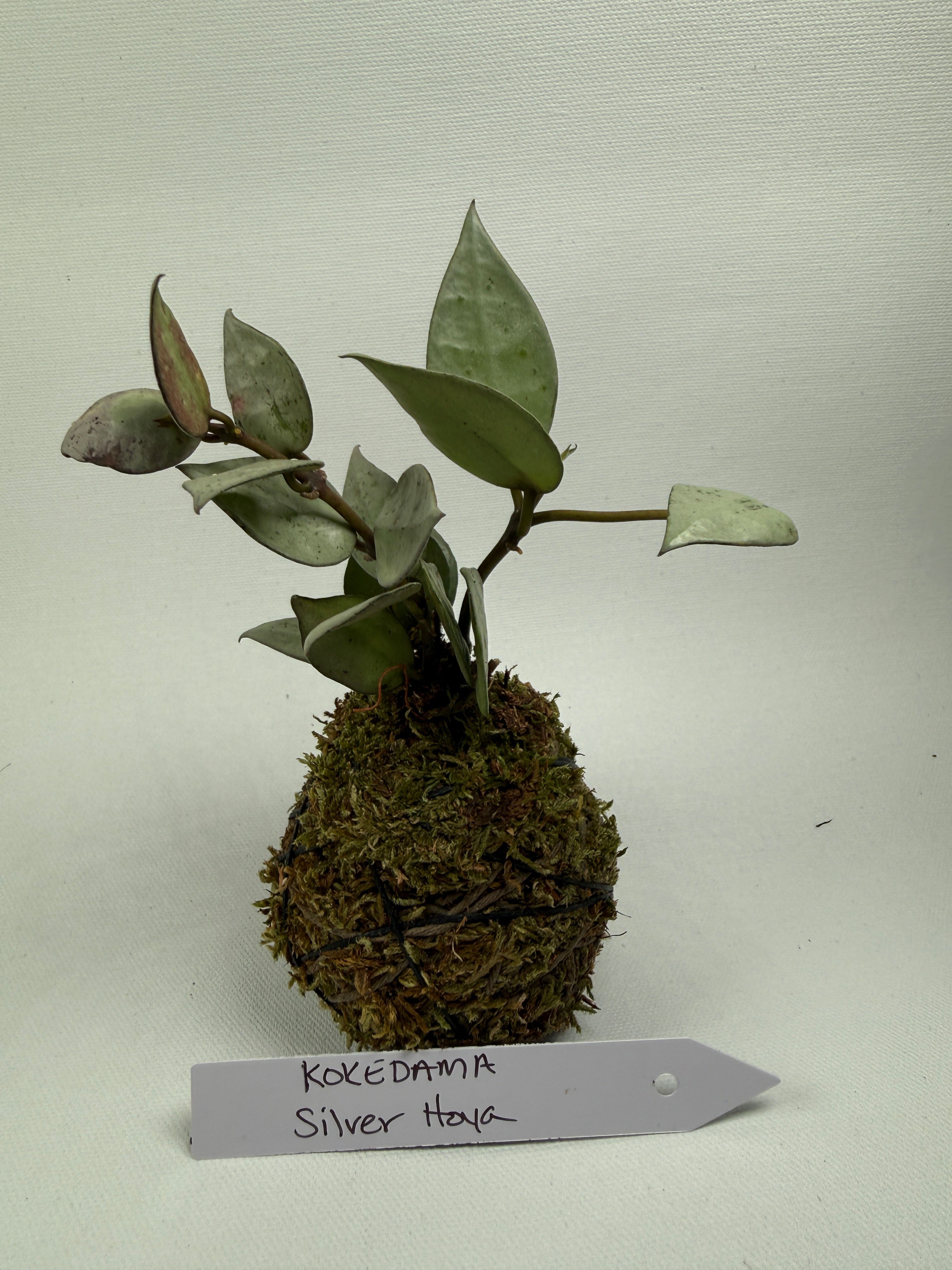 Kokedama Silver Hoya 2”