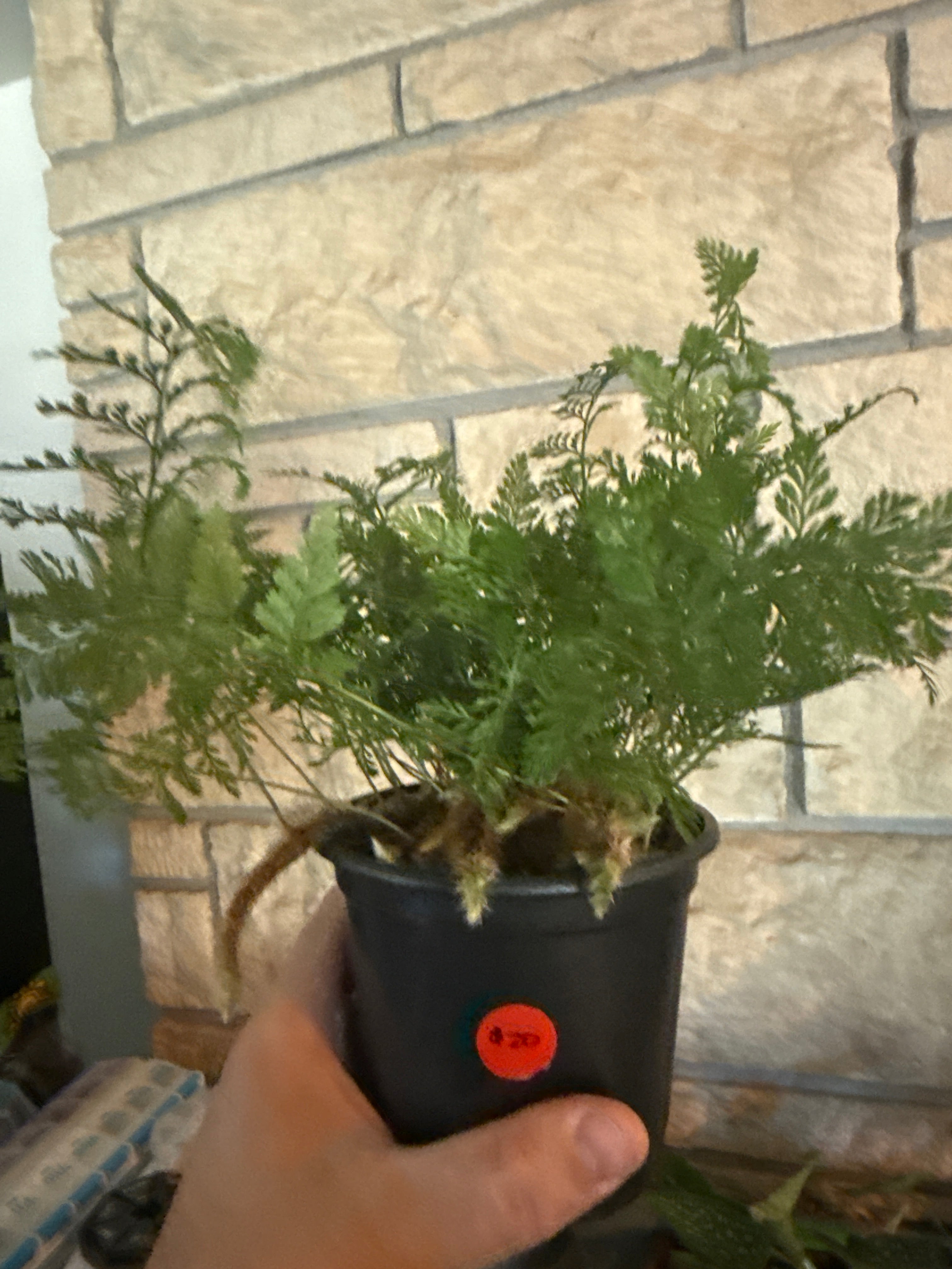 Rabbits foot fern