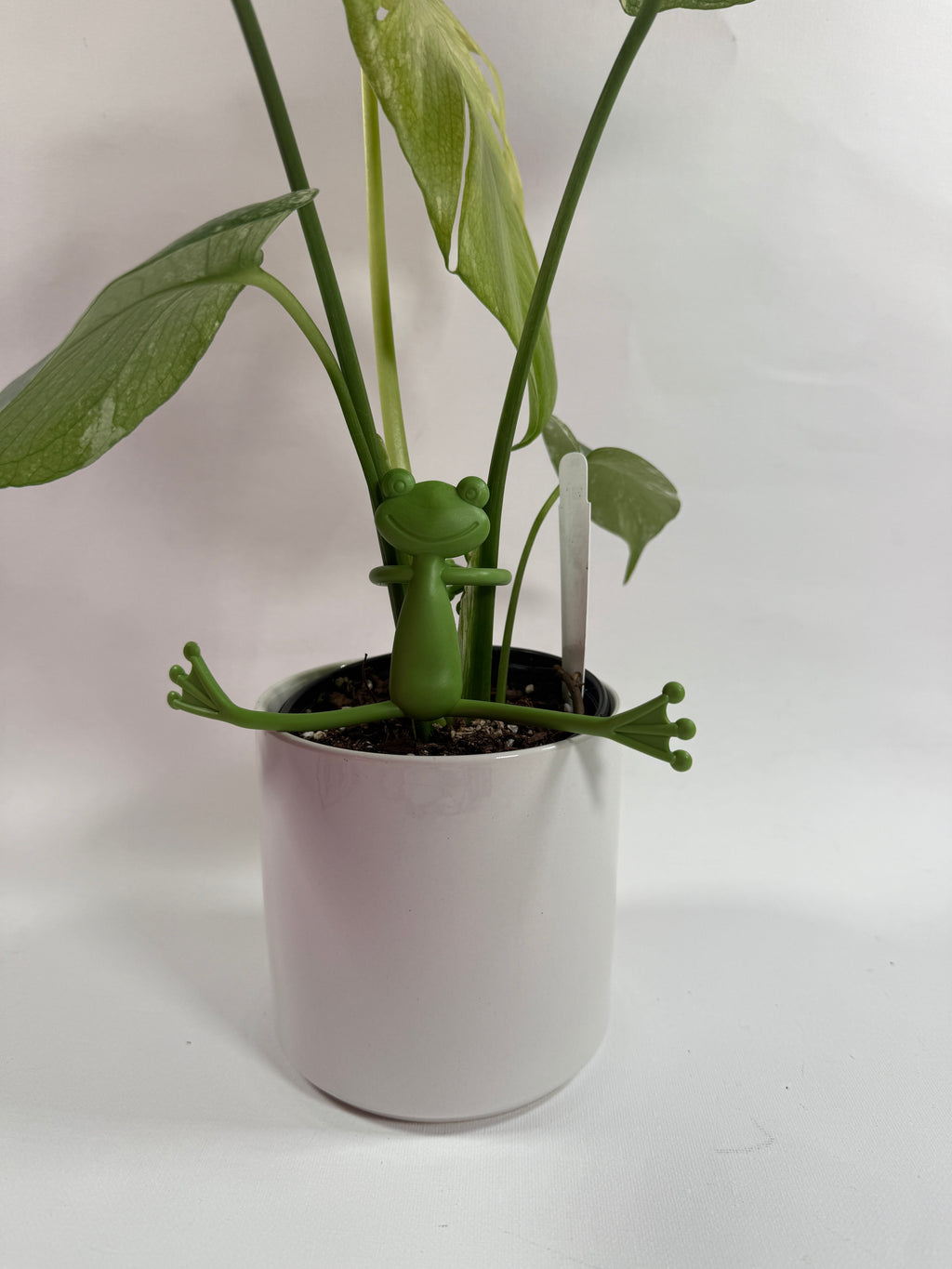 Plant Buddy - Holder