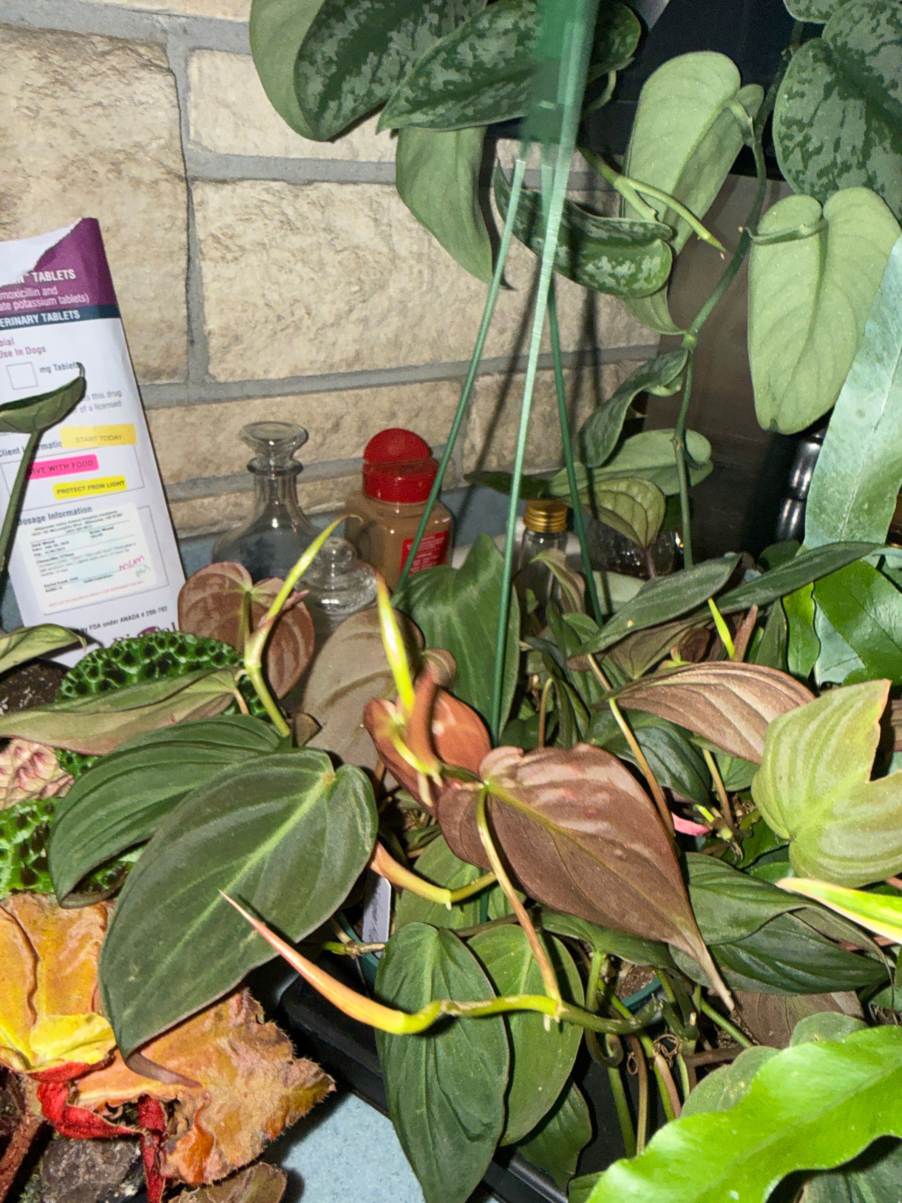 Philodendron Macans￼