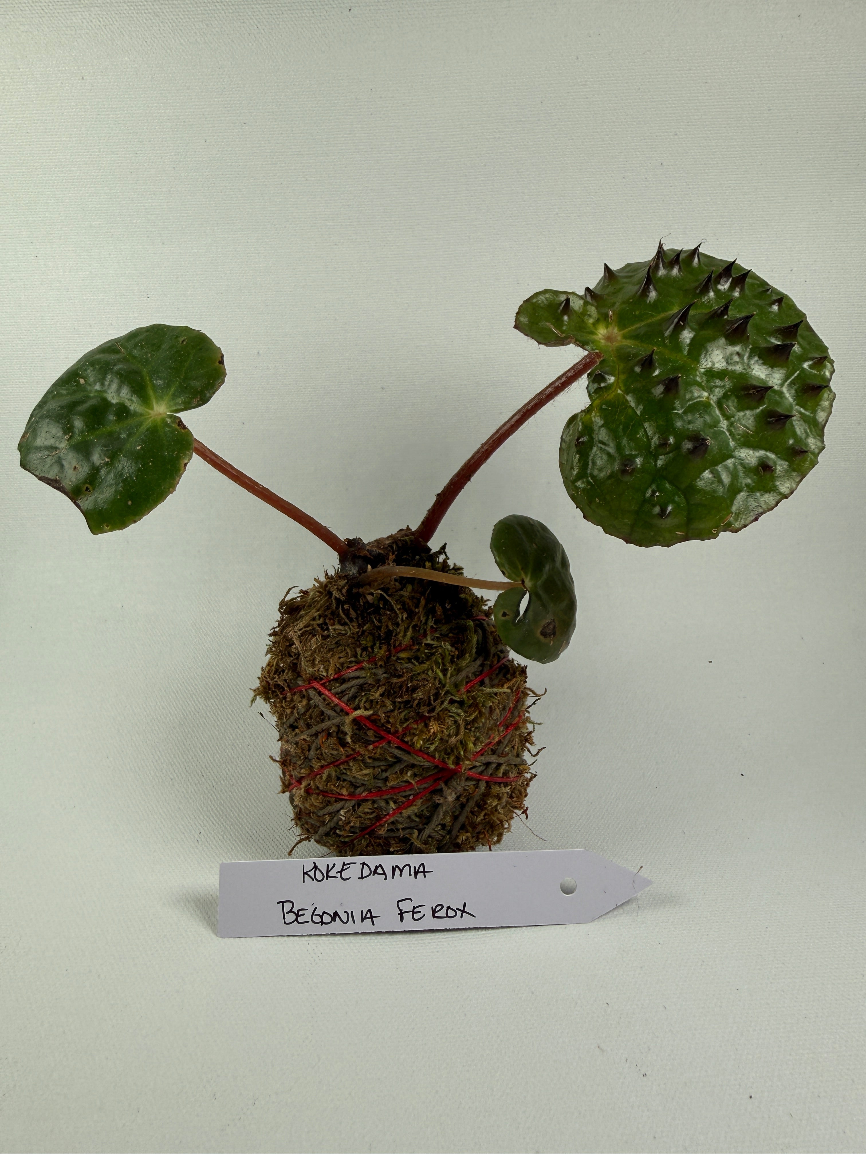Kokedama Begonia Ferox 2”
