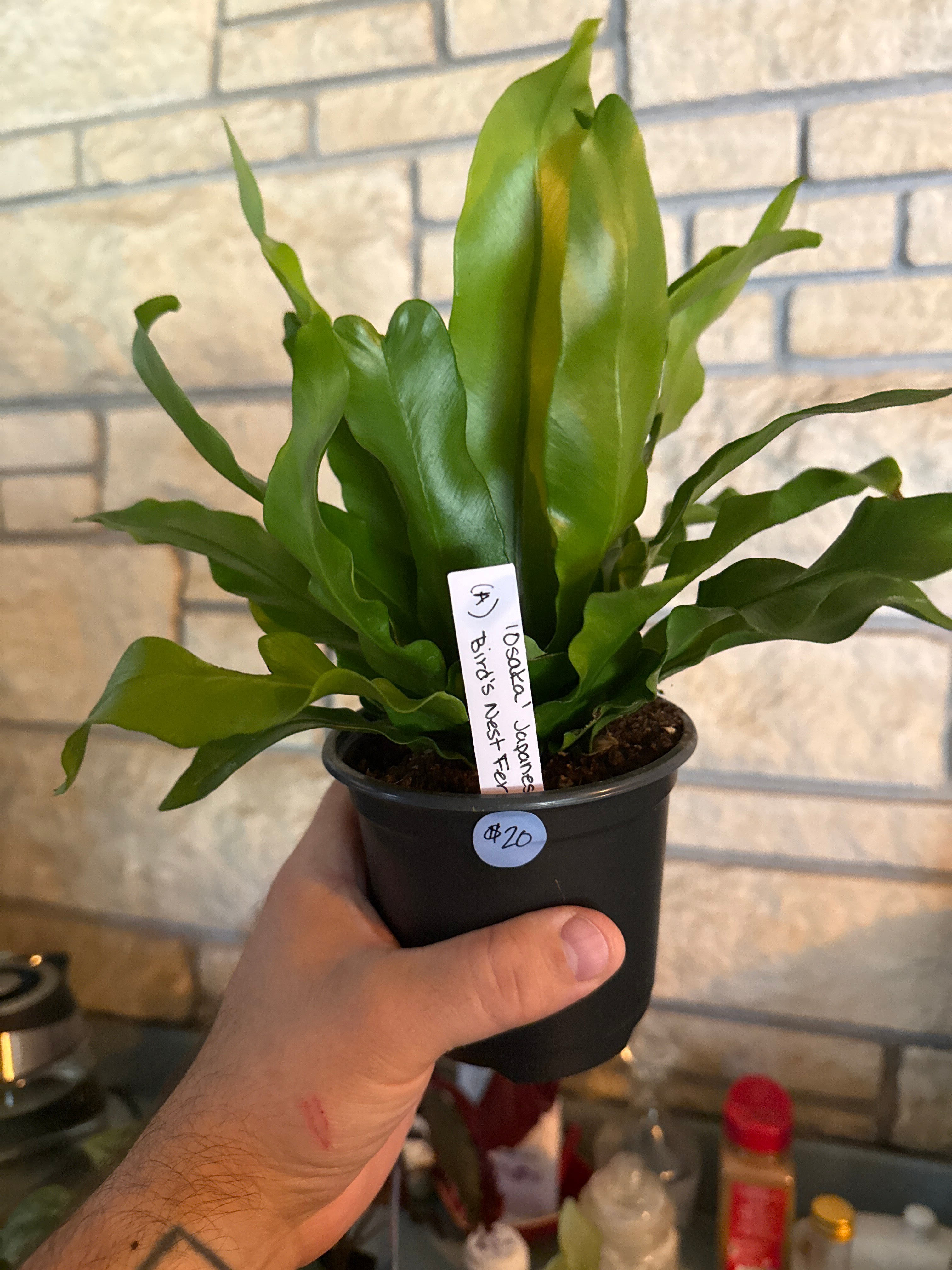 Osaki Japanese birds, nest fern