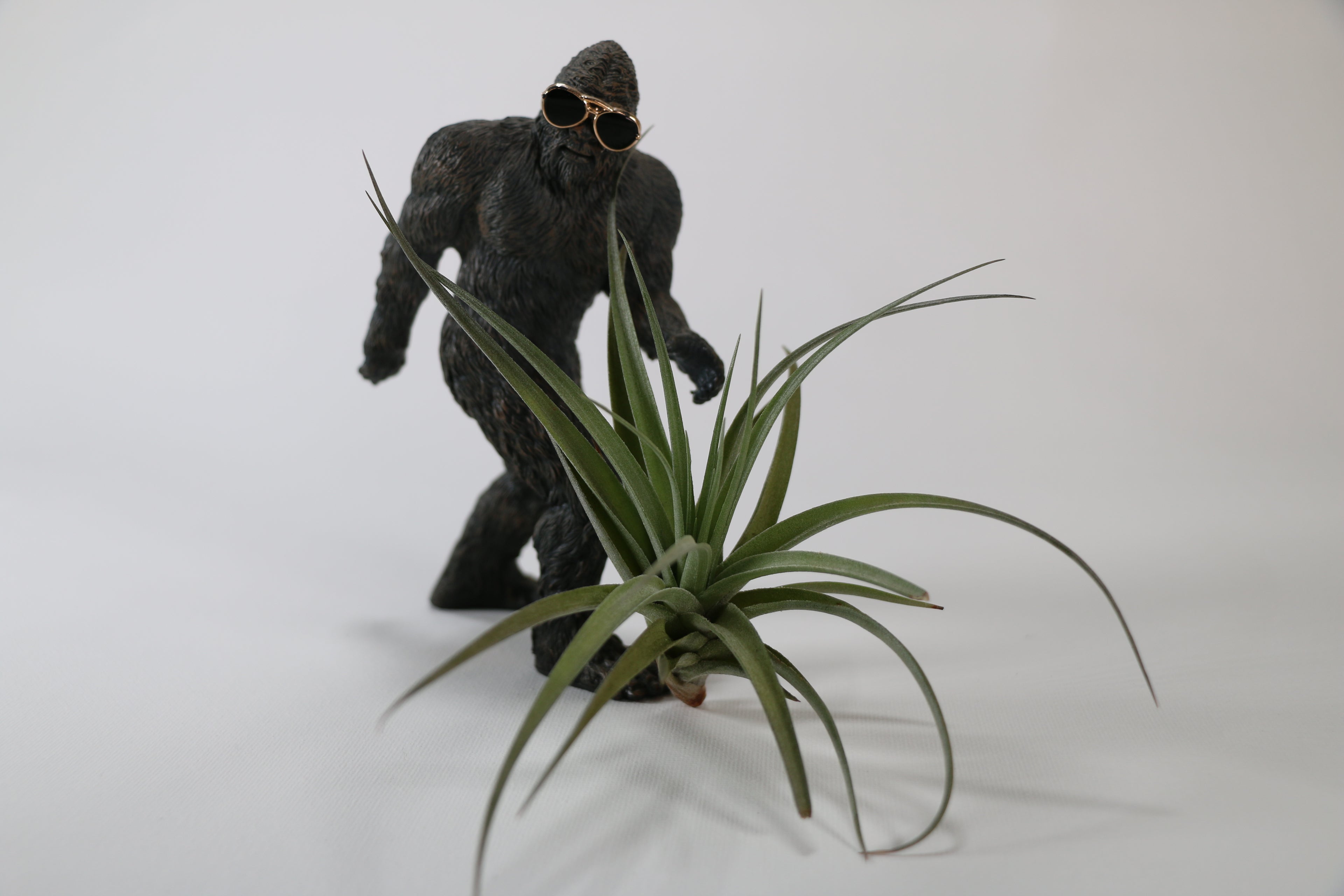 Broad-Leaf Tillandsia Air Plant — Choose Your Exact Plant A