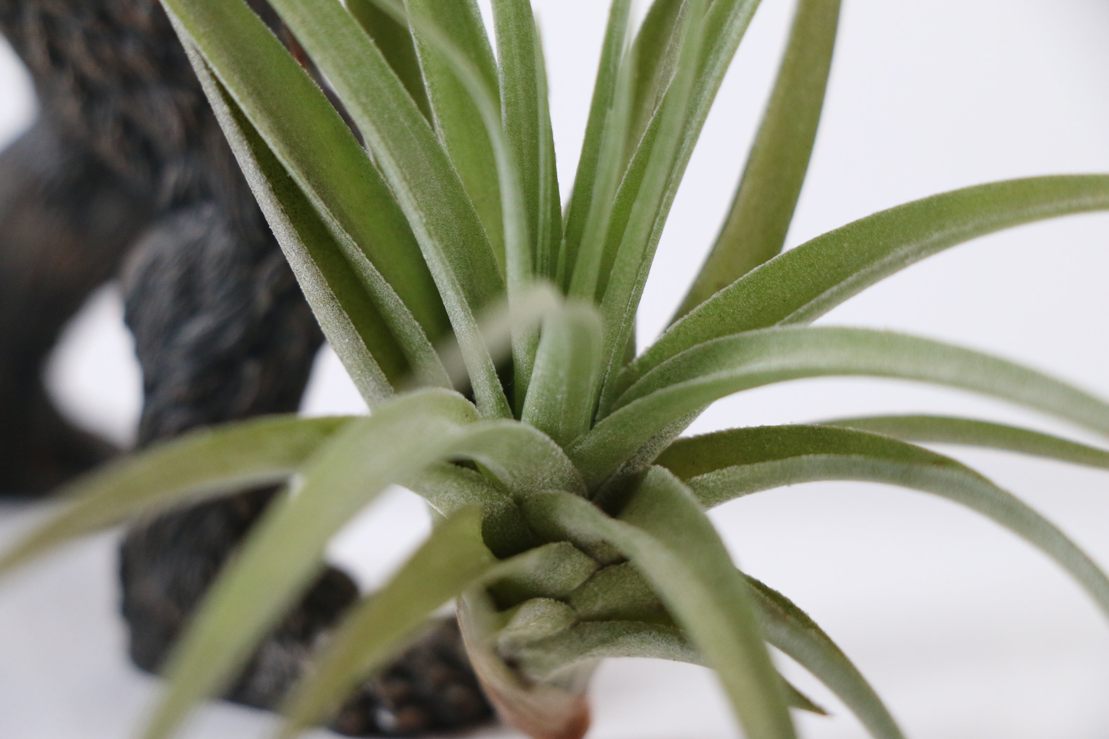 Broad-Leaf Tillandsia Air Plant — Choose Your Exact Plant A