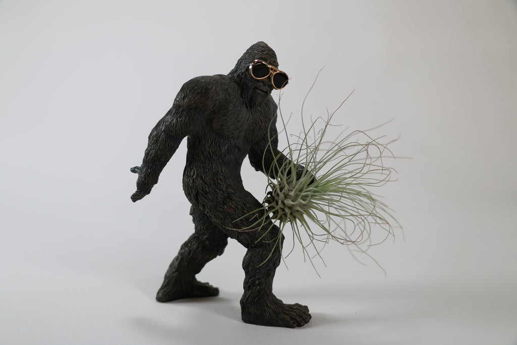 Fine-Leaf Tillandsia Air Plant — Exact Plant B