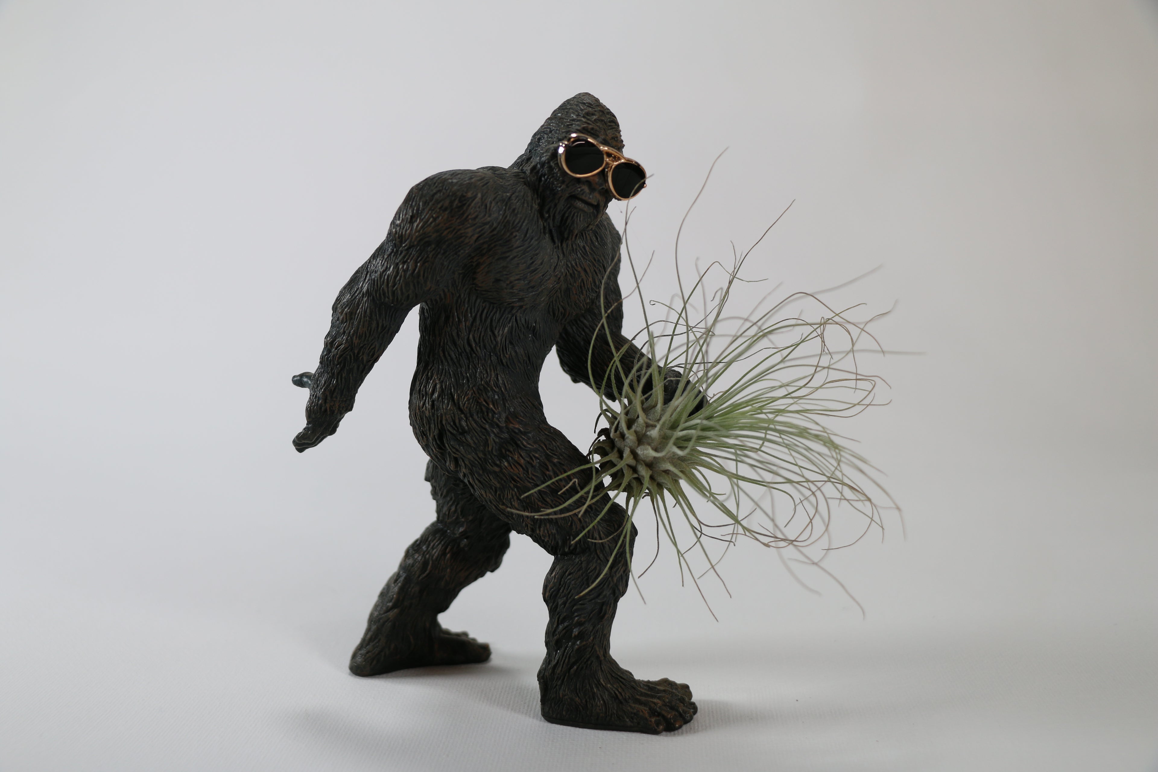 Fine-Leaf Tillandsia Air Plant — Exact Plant B