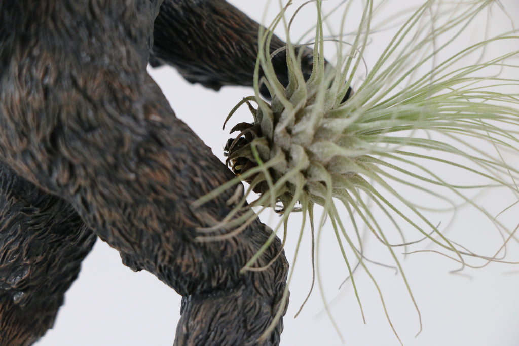 Fine-Leaf Tillandsia Air Plant — Exact Plant B