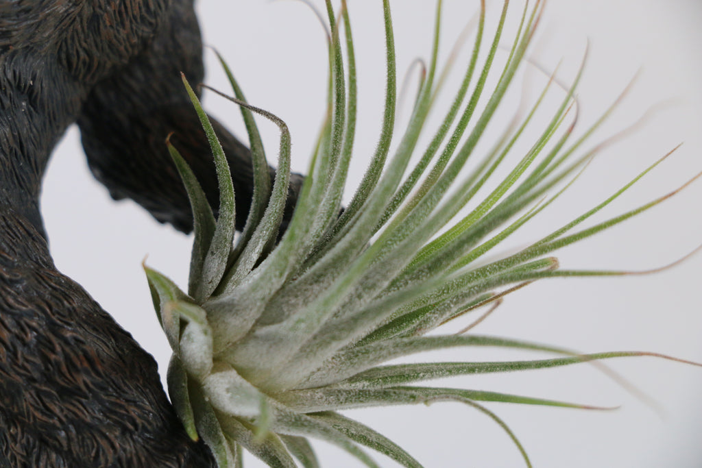 Silver-Tuft Tillandsia Air Plant — Exact Plant C