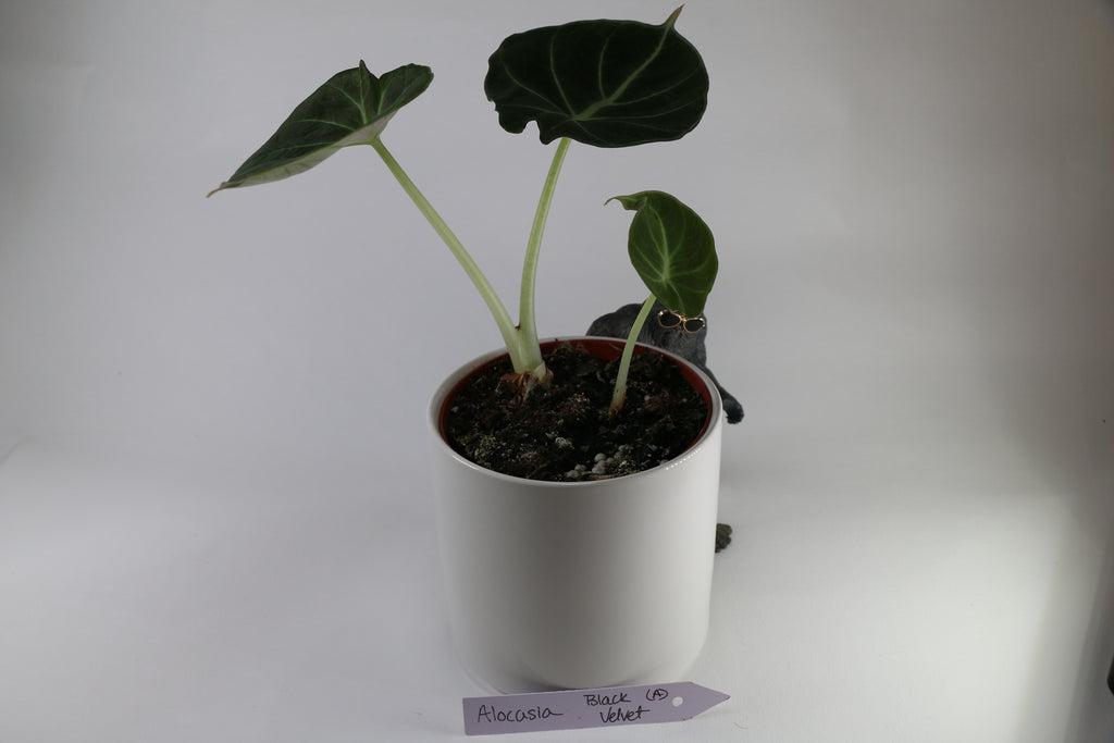 Alocasia ‘Black Velvet’ — Exact Plant