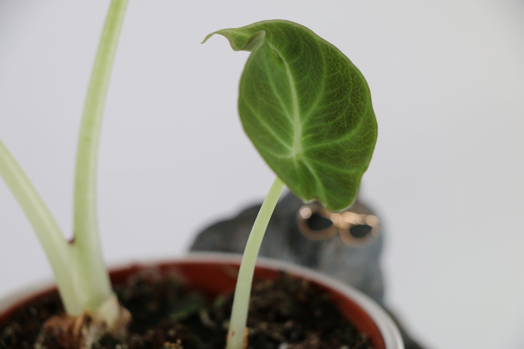 Alocasia ‘Black Velvet’ — Exact Plant