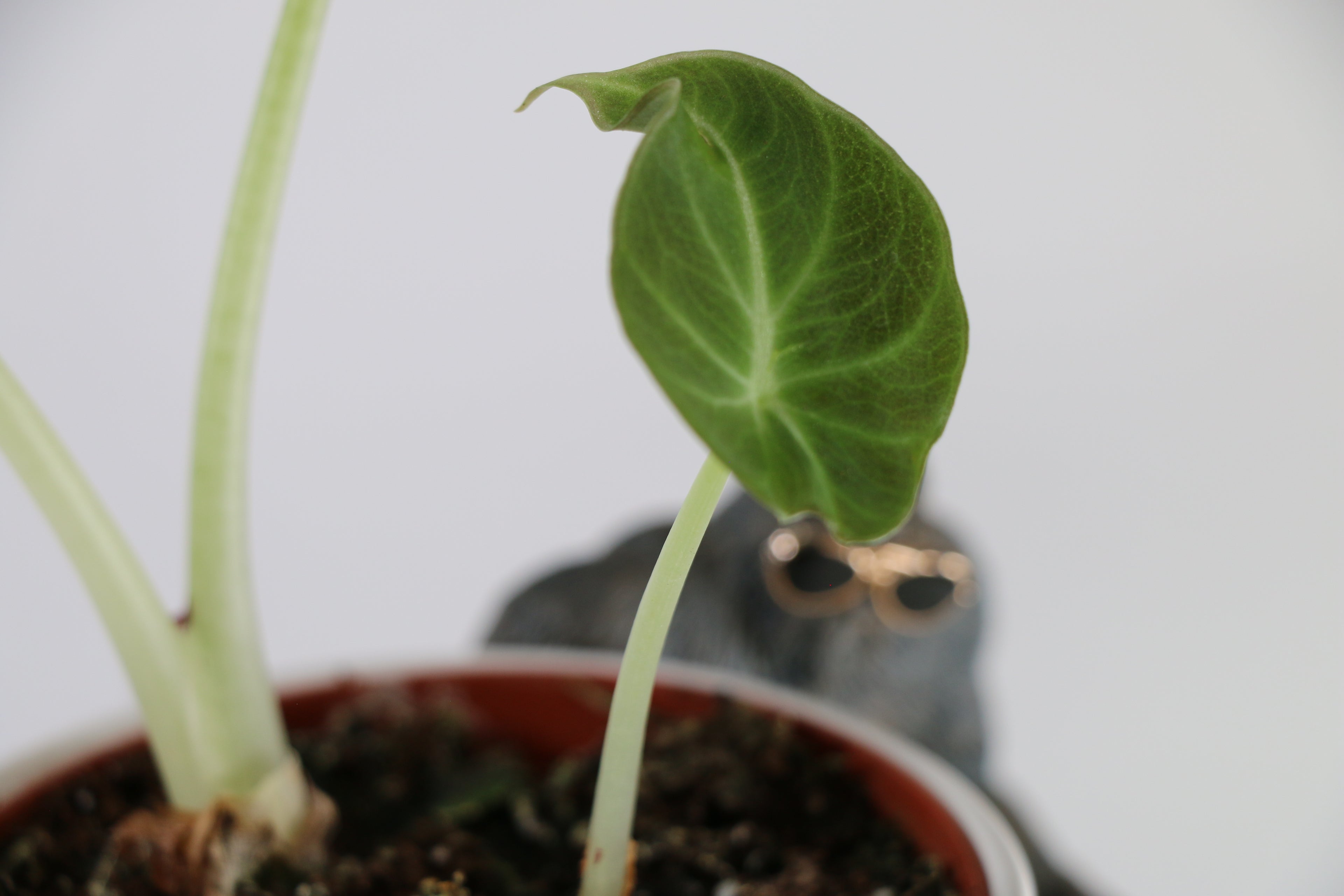 Alocasia ‘Black Velvet’ — Exact Plant