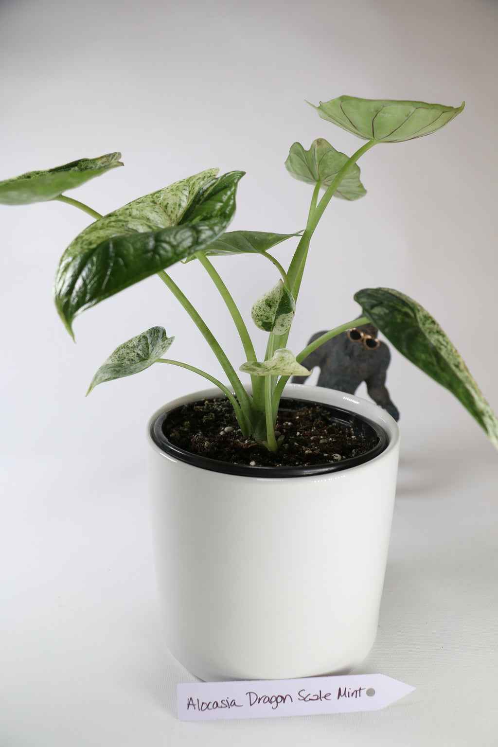 Alocasia ‘Dragon Scale Mint’ — Exact Plant