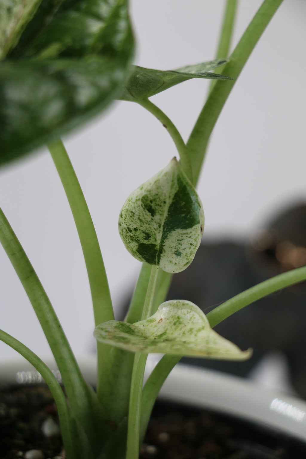 Alocasia ‘Dragon Scale Mint’ — Exact Plant
