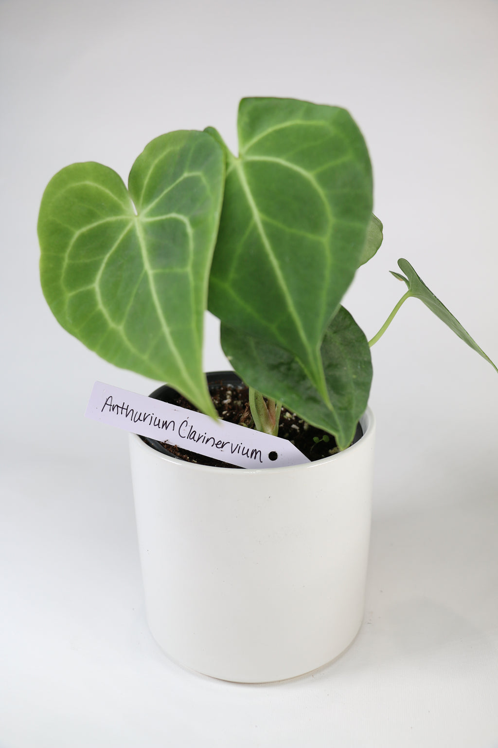Anthurium clarinervium — Exact Plant