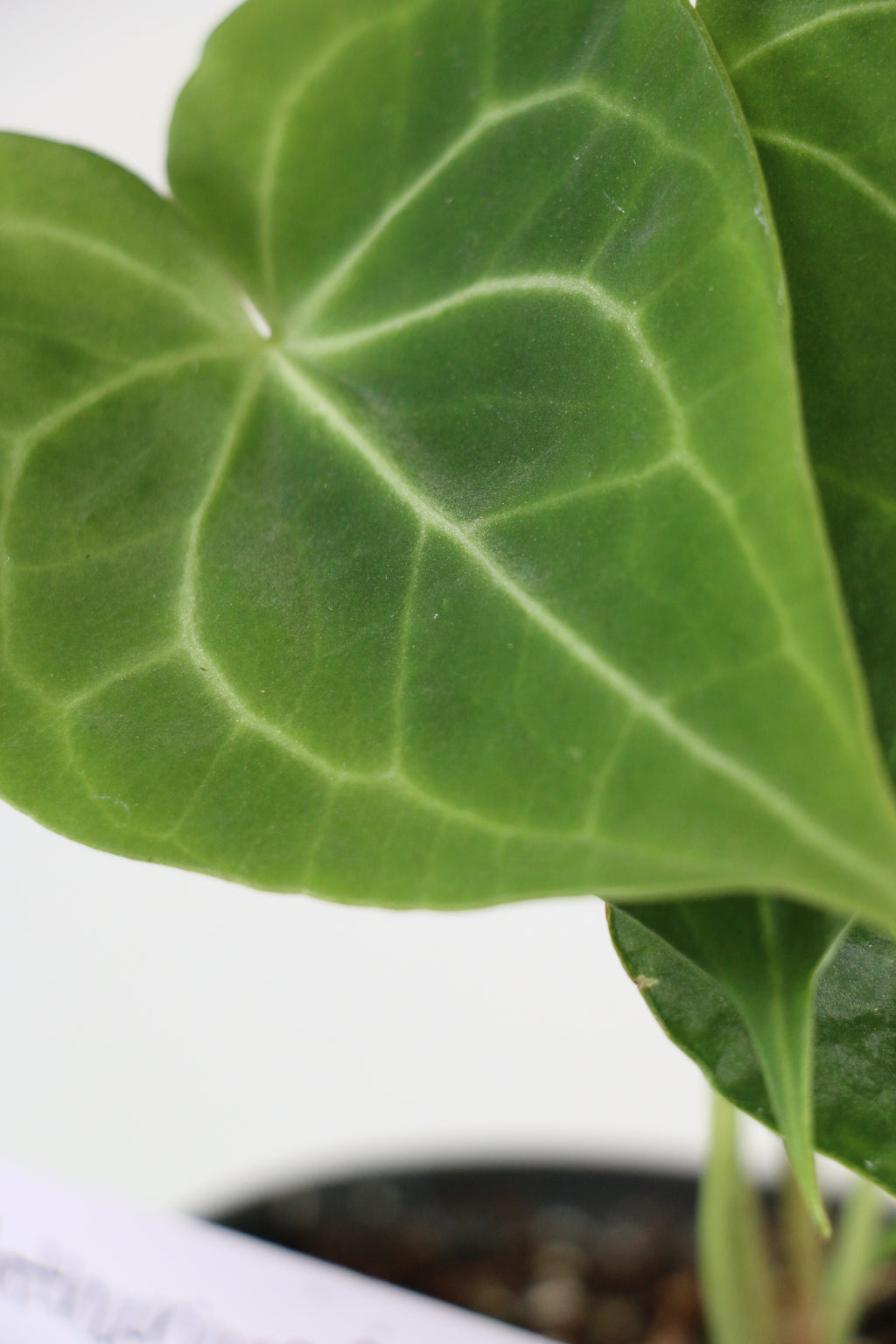 Anthurium clarinervium — Exact Plant