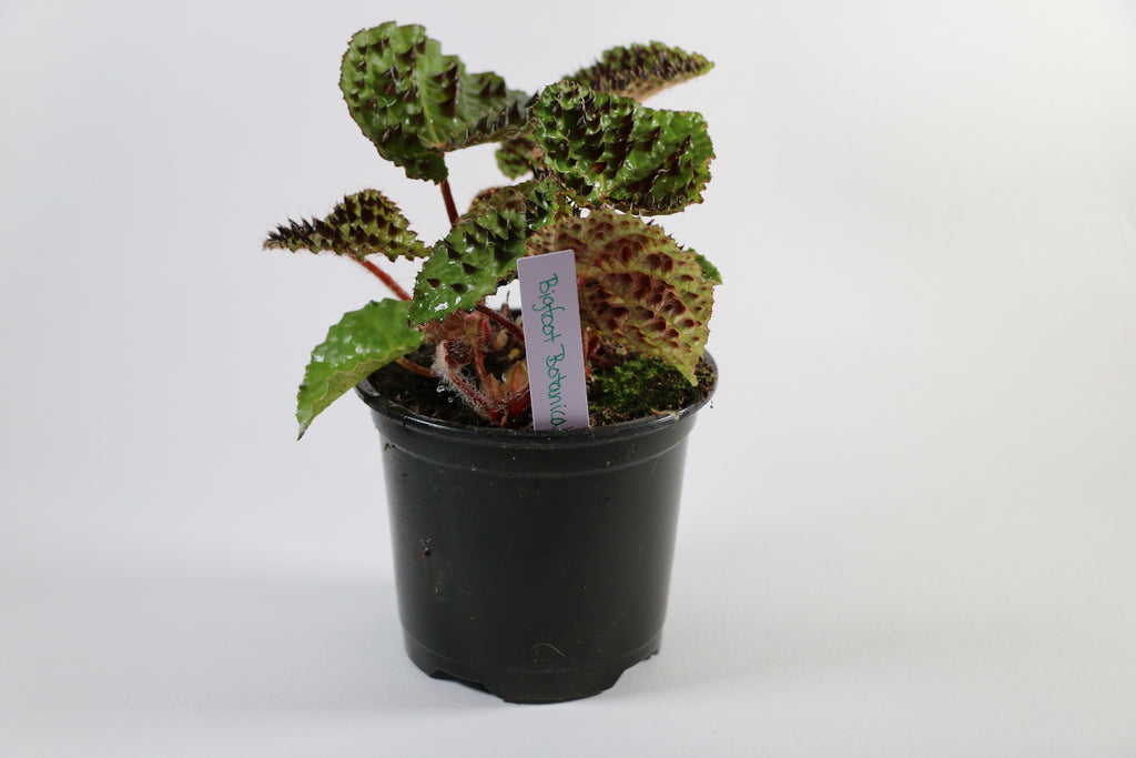 Begonia Ferox — Choose Your Exact Plant "C"