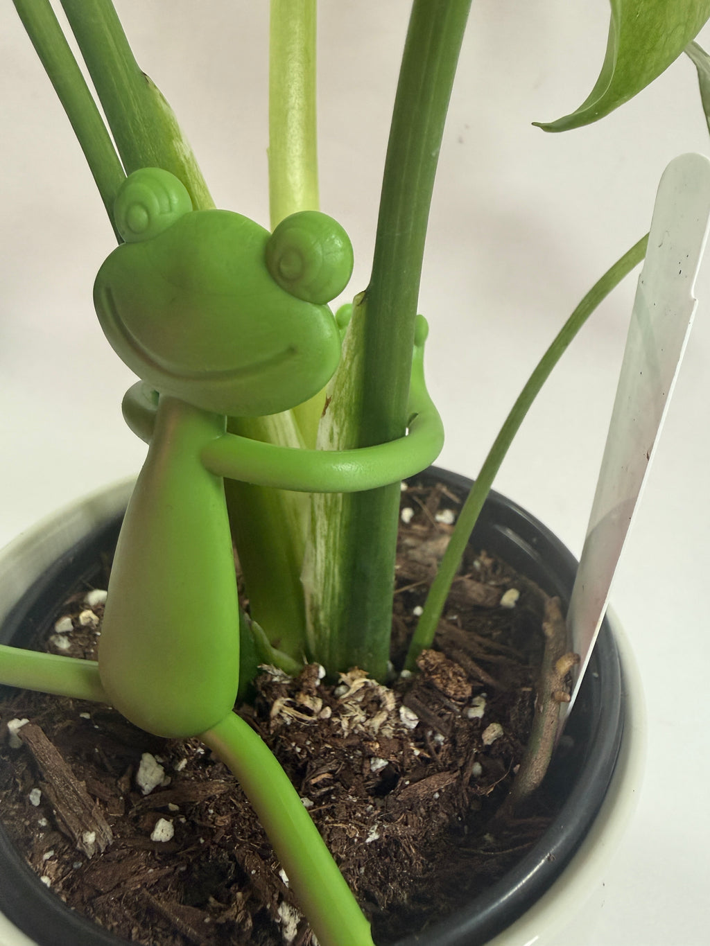 Plant Buddy - Holder