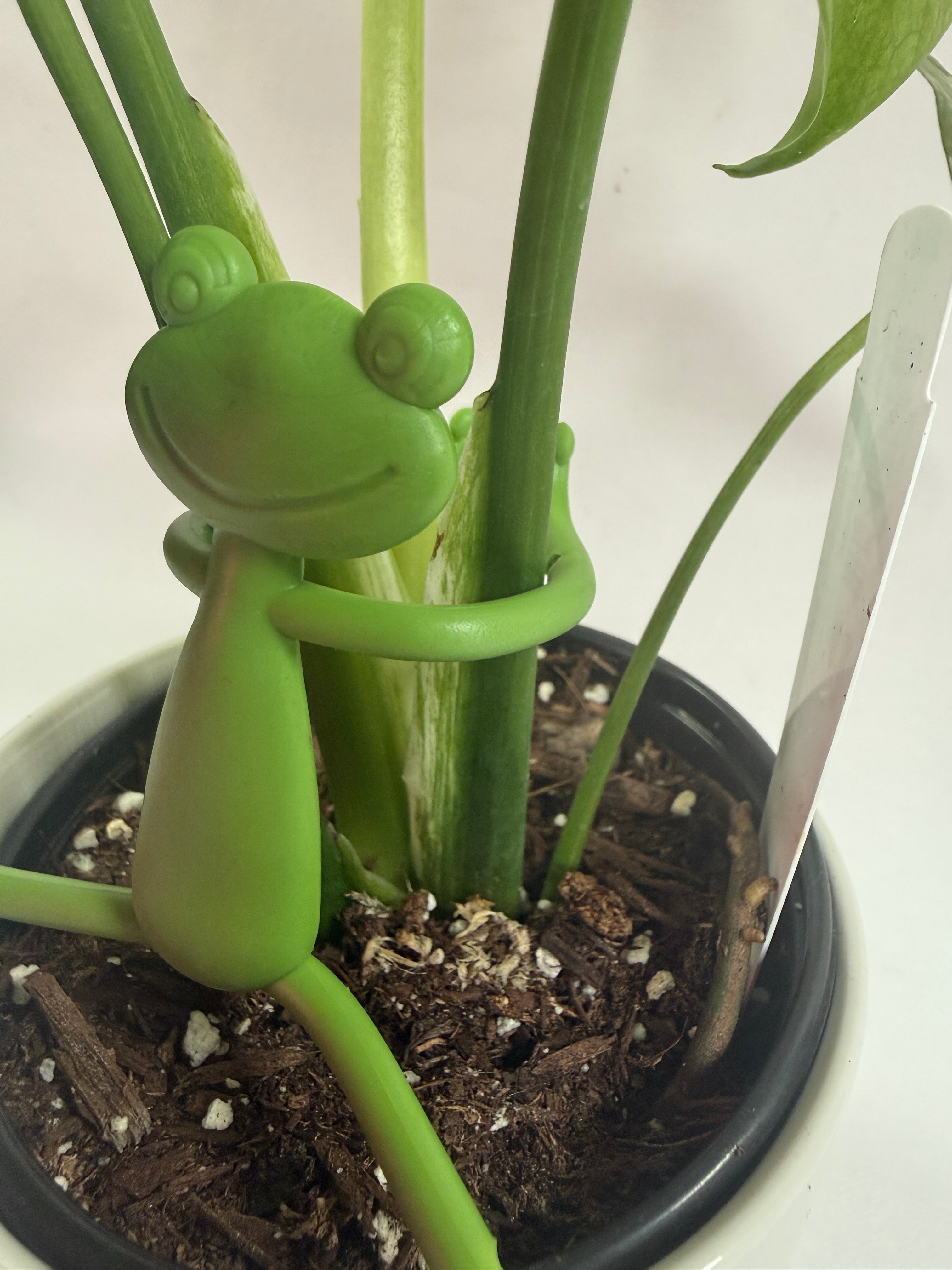 Plant Buddy - Holder