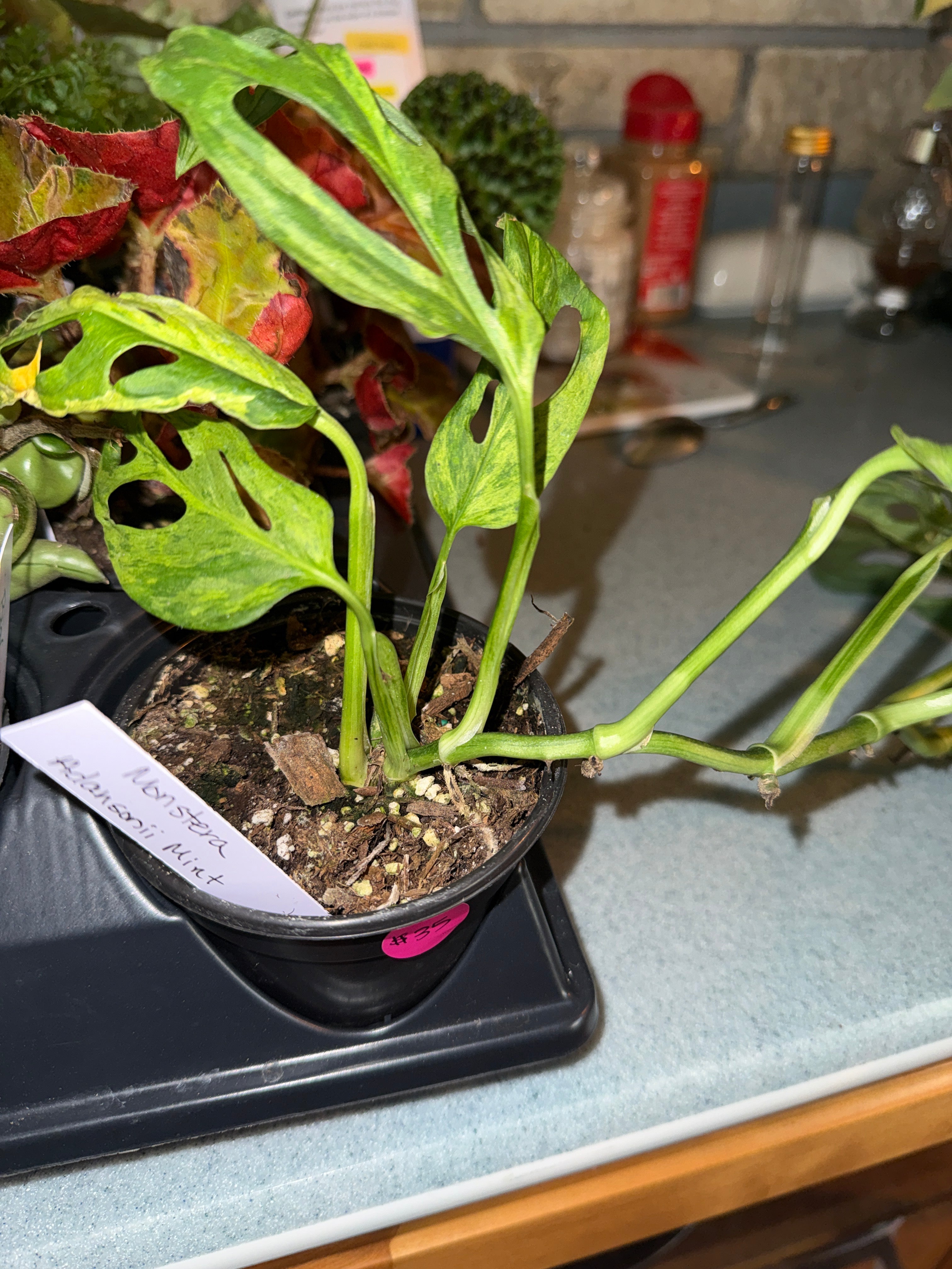 Monstera Adansonii Mint