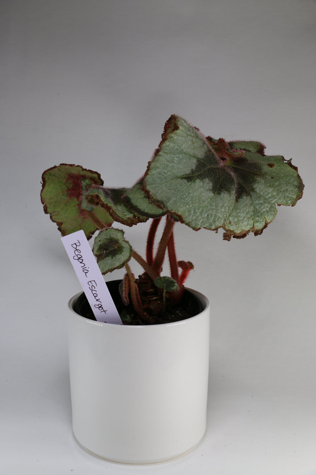 Begonia ‘Escargot’ – 4"