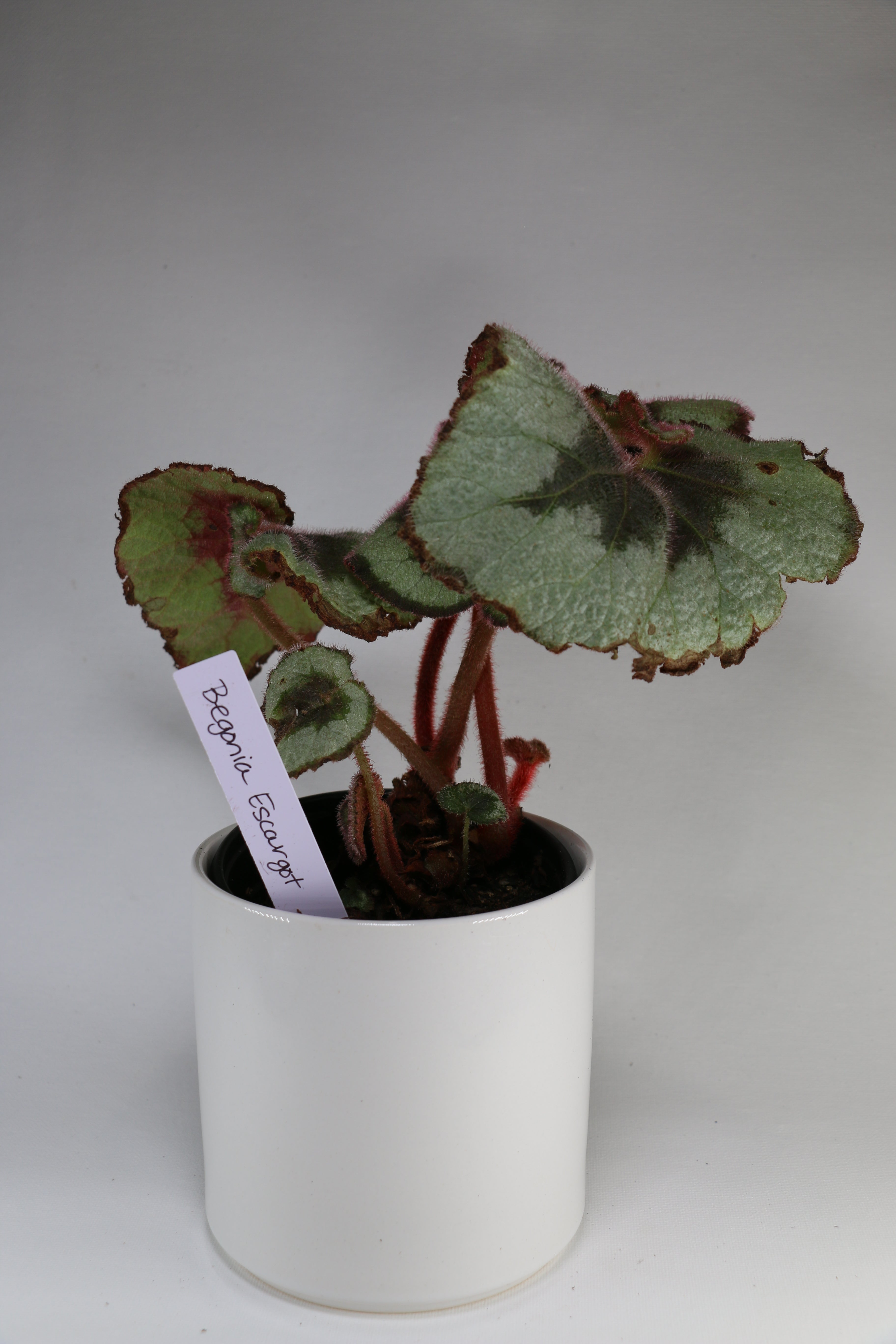 Begonia ‘Escargot’ – 4"