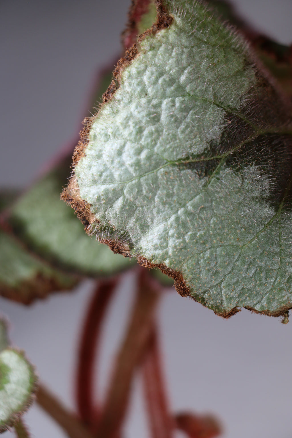 Begonia ‘Escargot’ – 4"