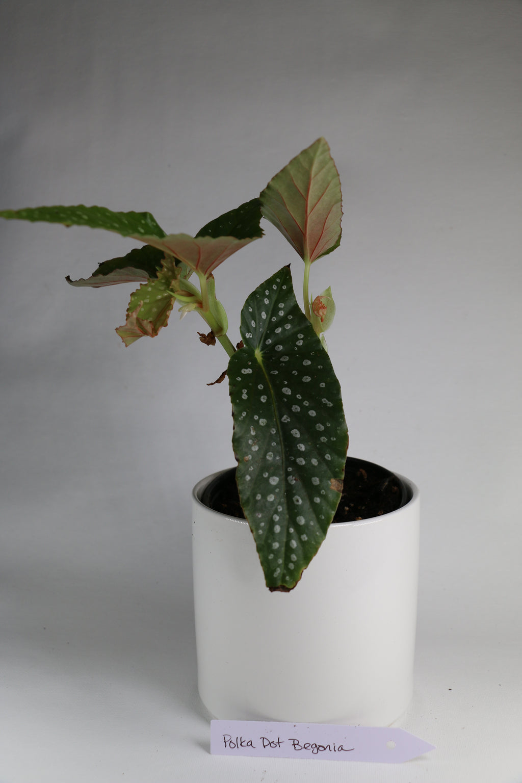 Begonia maculata ‘Polka Dot’ – 4"